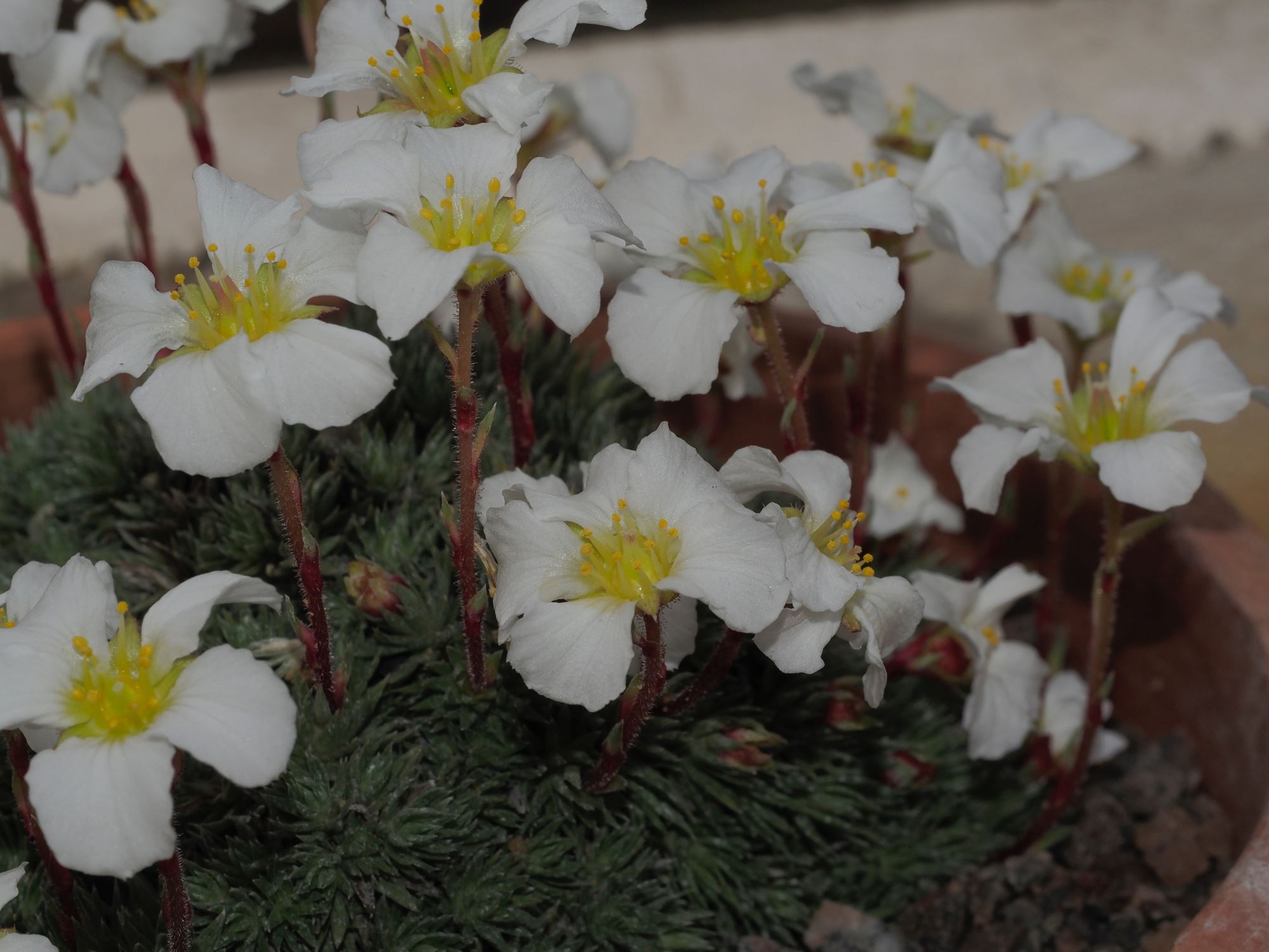 Image of Saxifraga burseriana