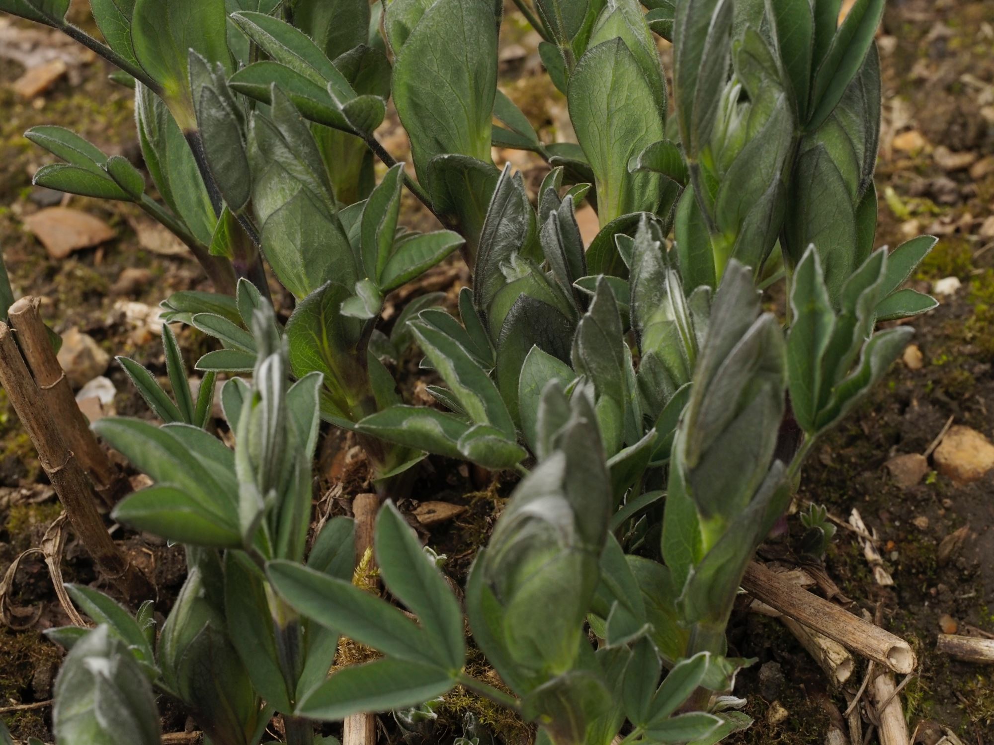 Image of Thermopsis montana