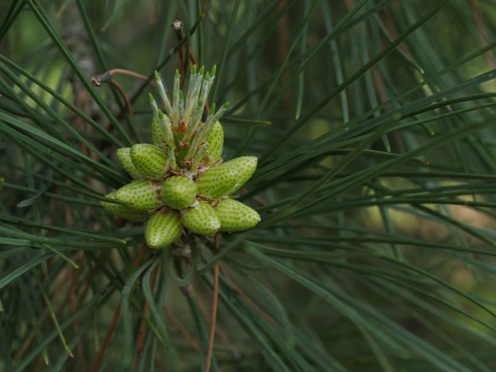 Image of Pinus nigra subsp. laricio
