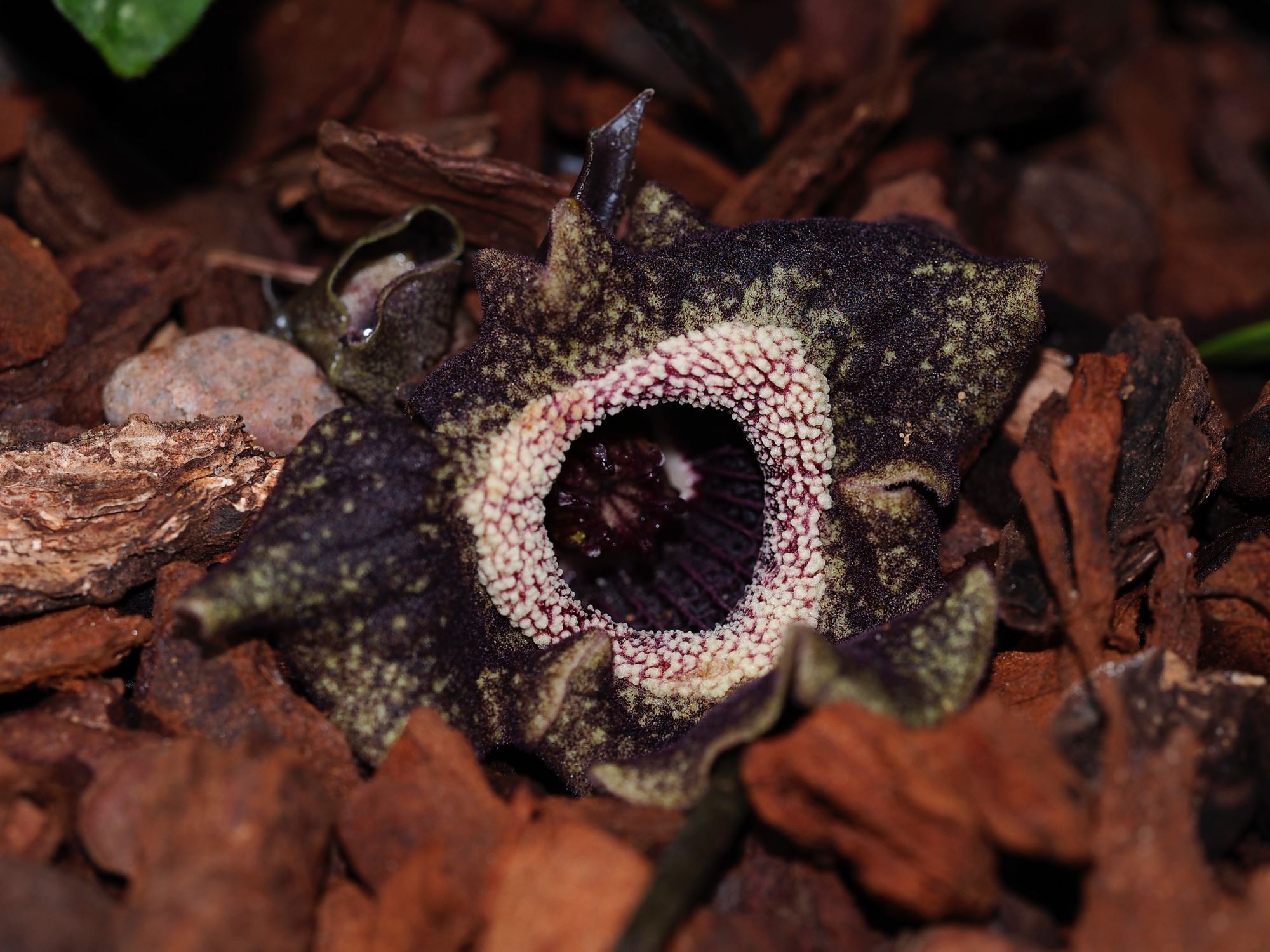 Image of Asarum splendens