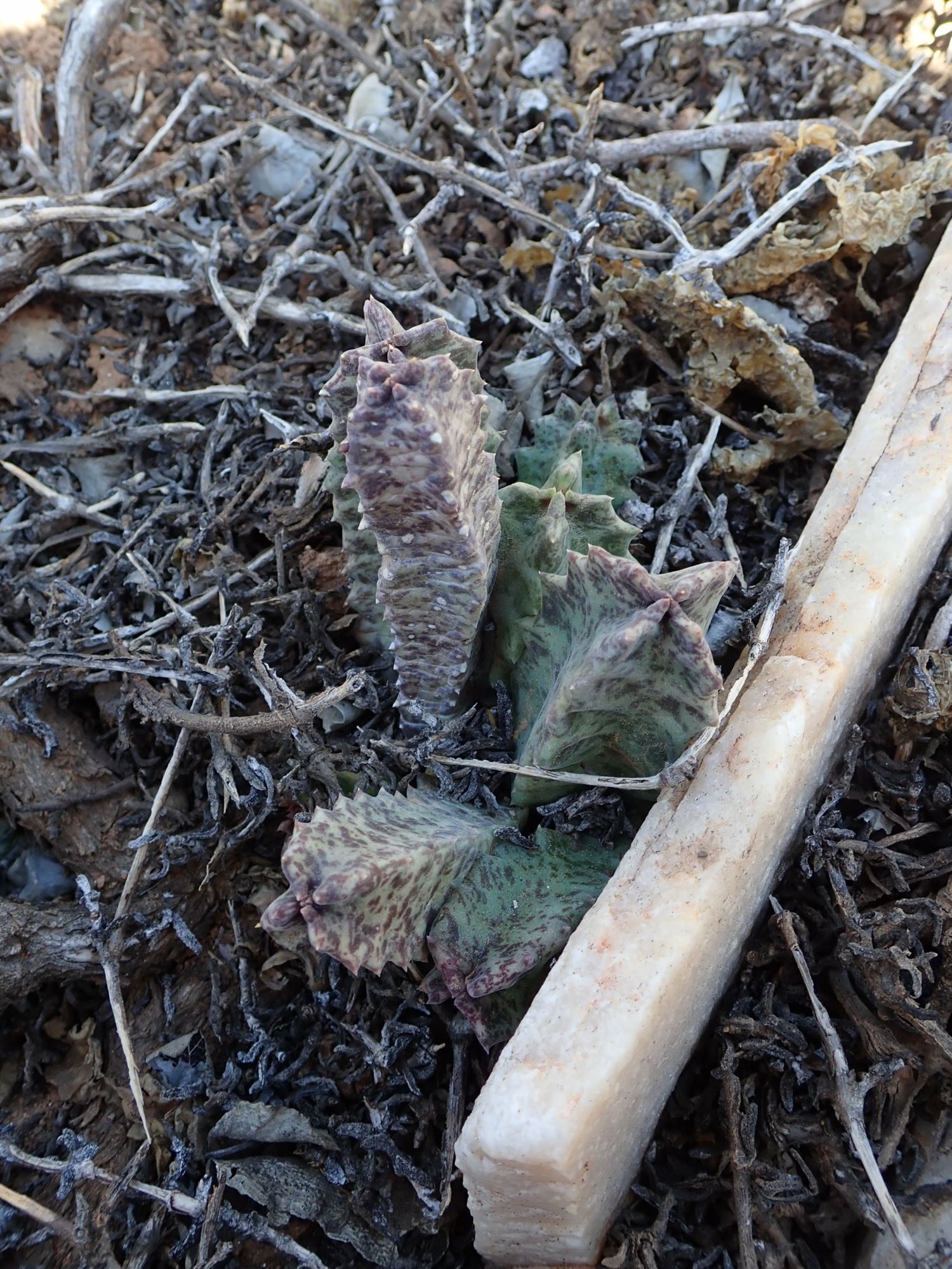 Image of Stapeliopsis neronis