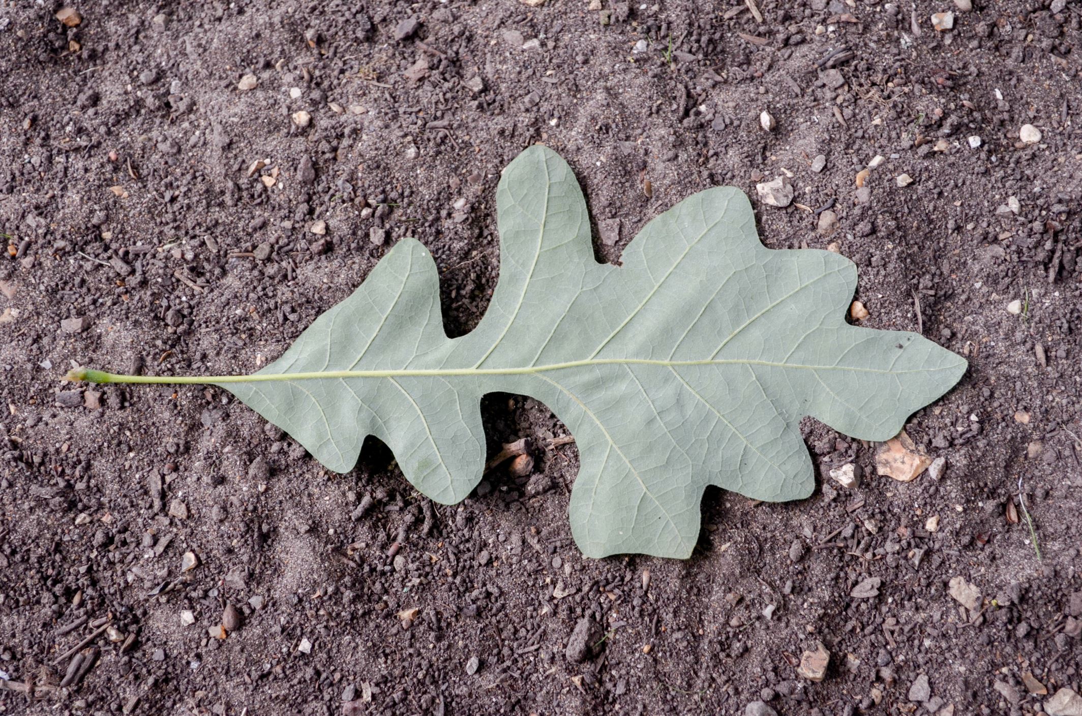 Image of Quercus macrocarpa