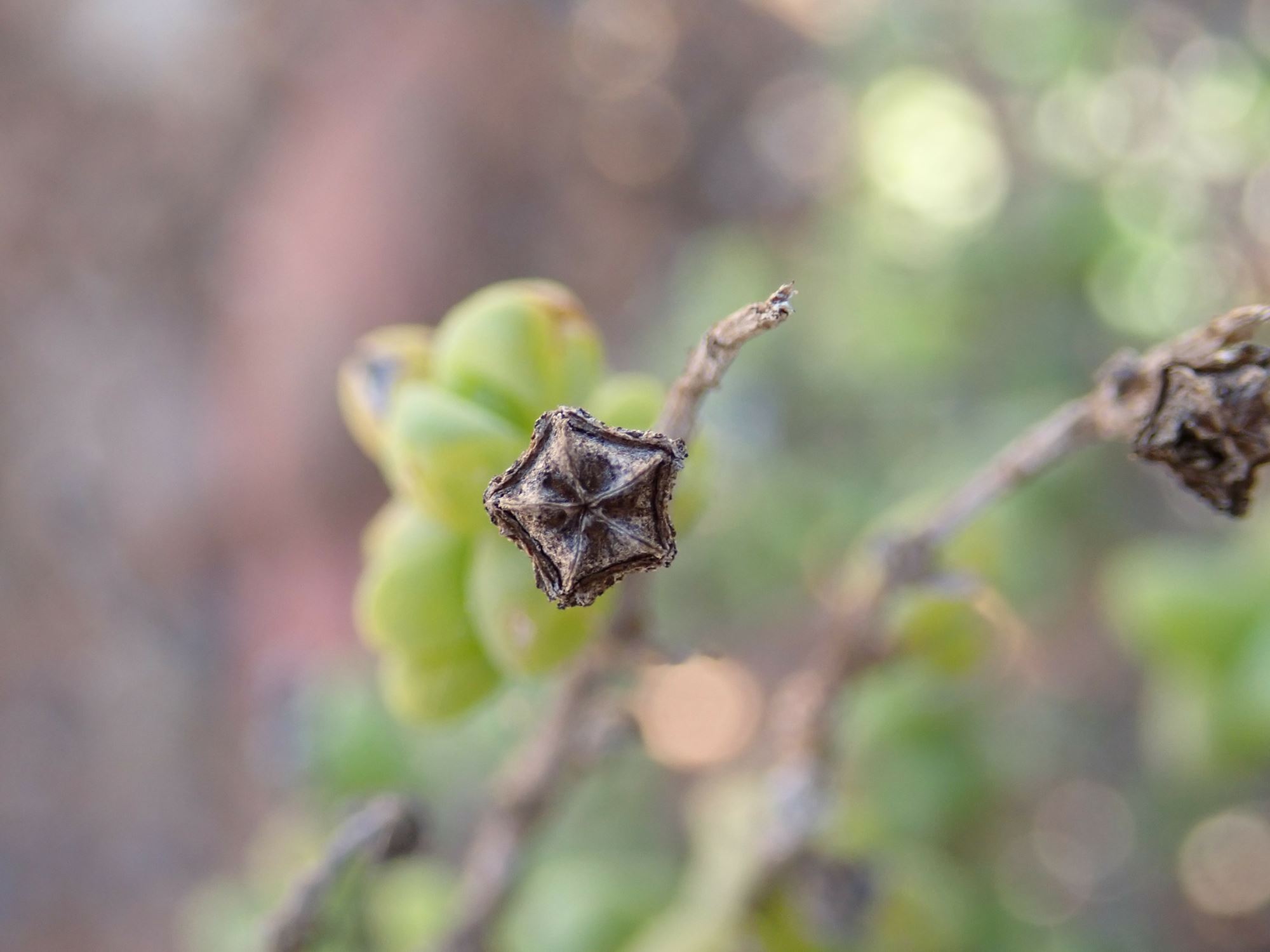 Image of Mitrophyllum clivorum