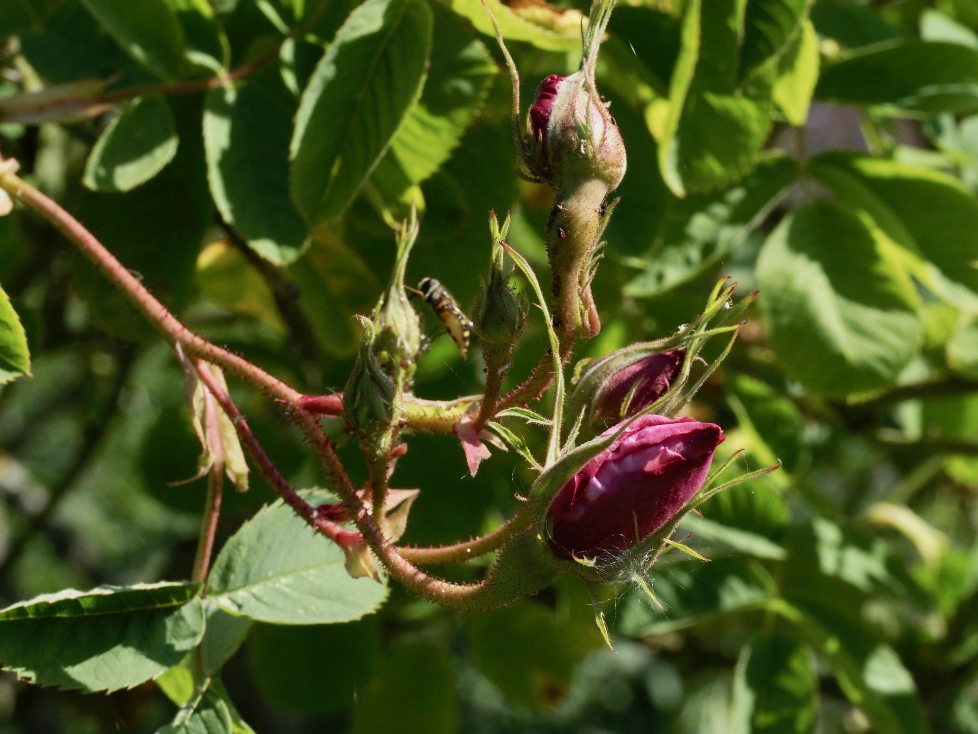 Image of Rosa Ã— damascena 'Versicolor'