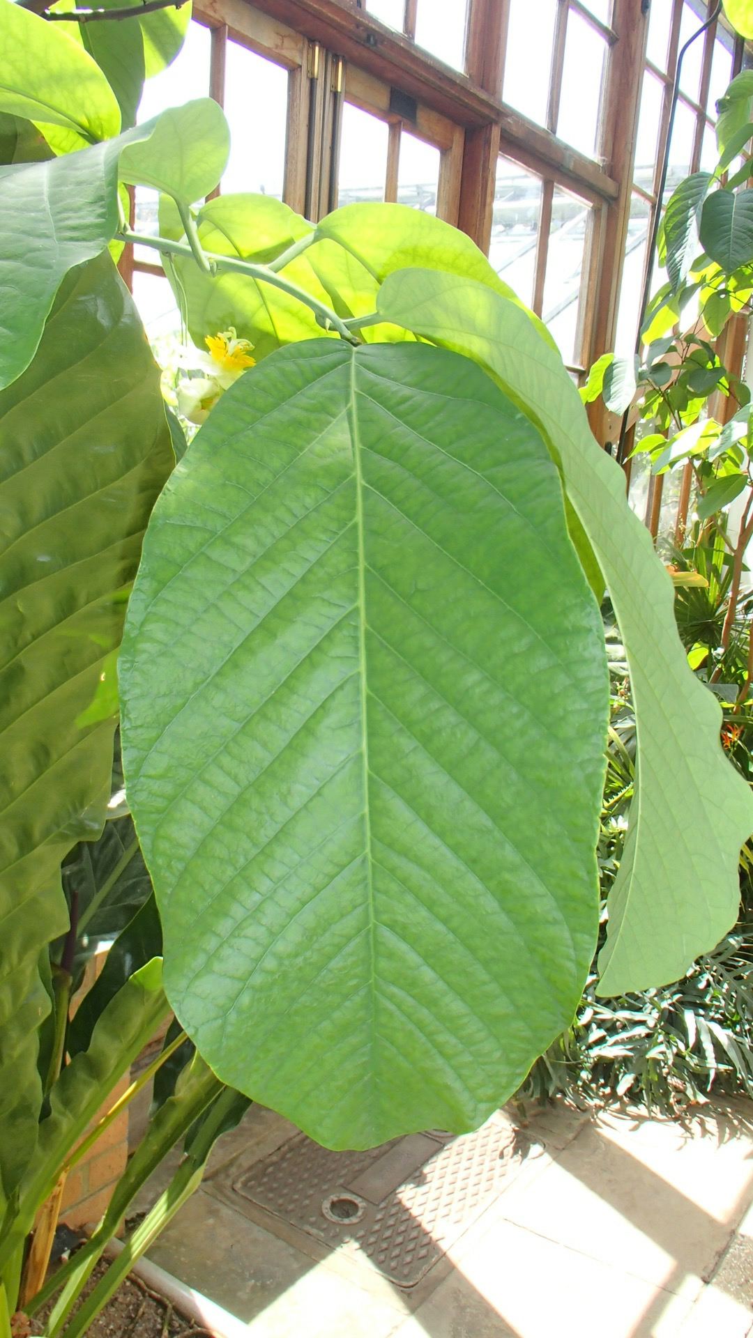 Image of Passiflora lindeniana
