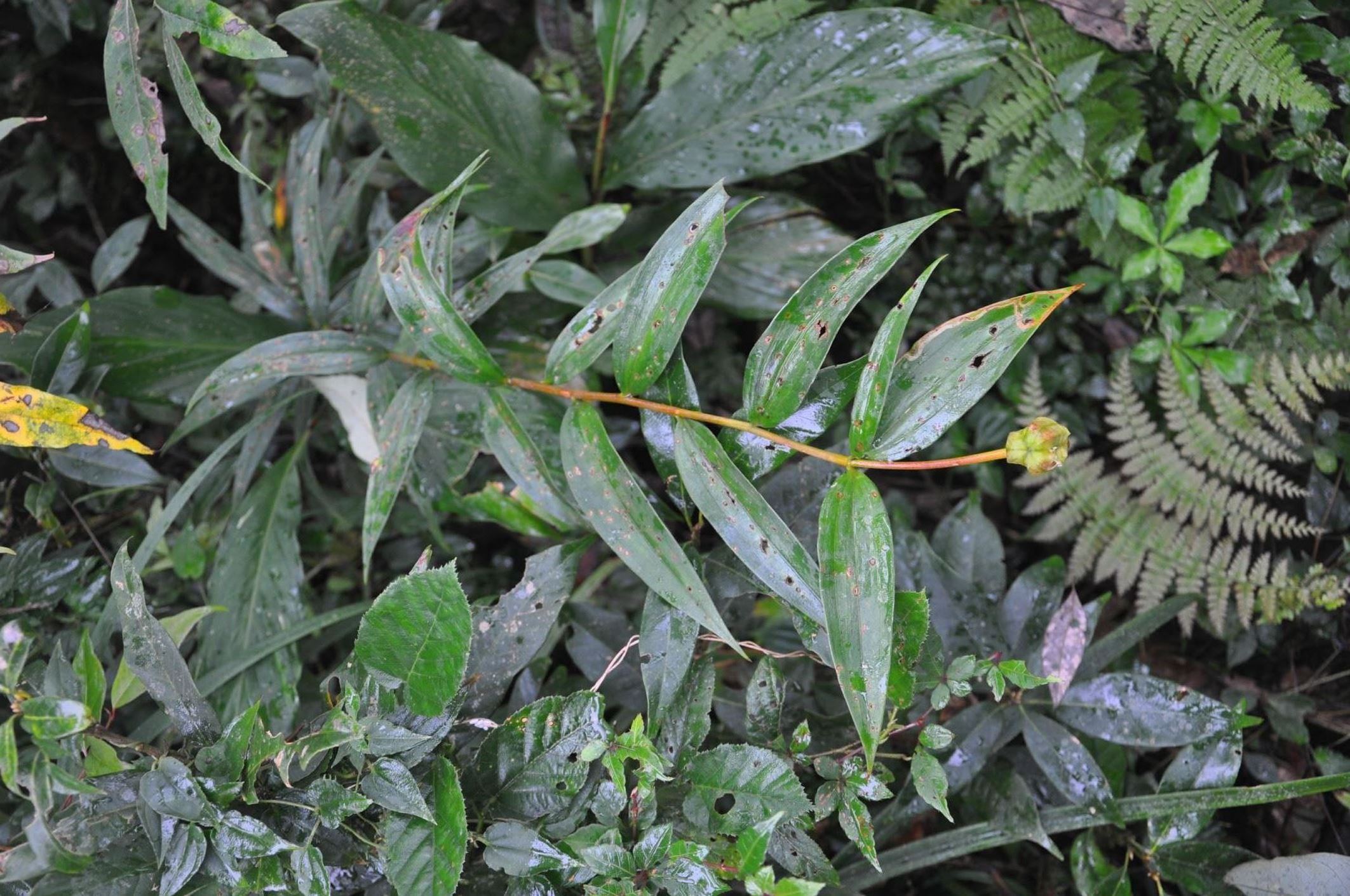 Image of Lilium sp.
