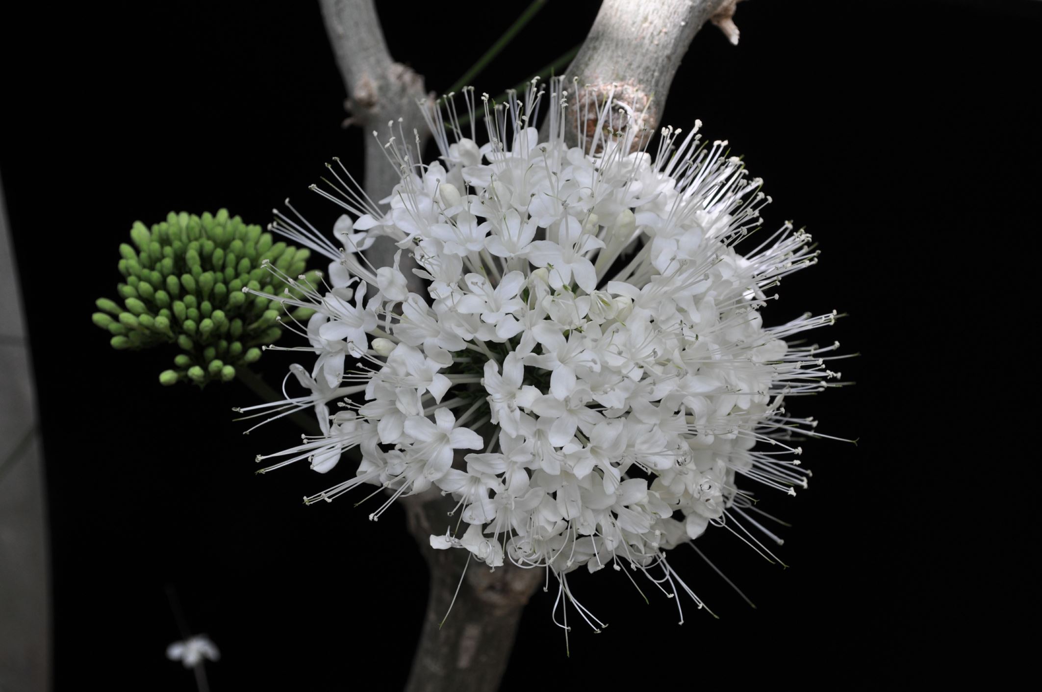 Image of Clerodendrum schweinfurthii