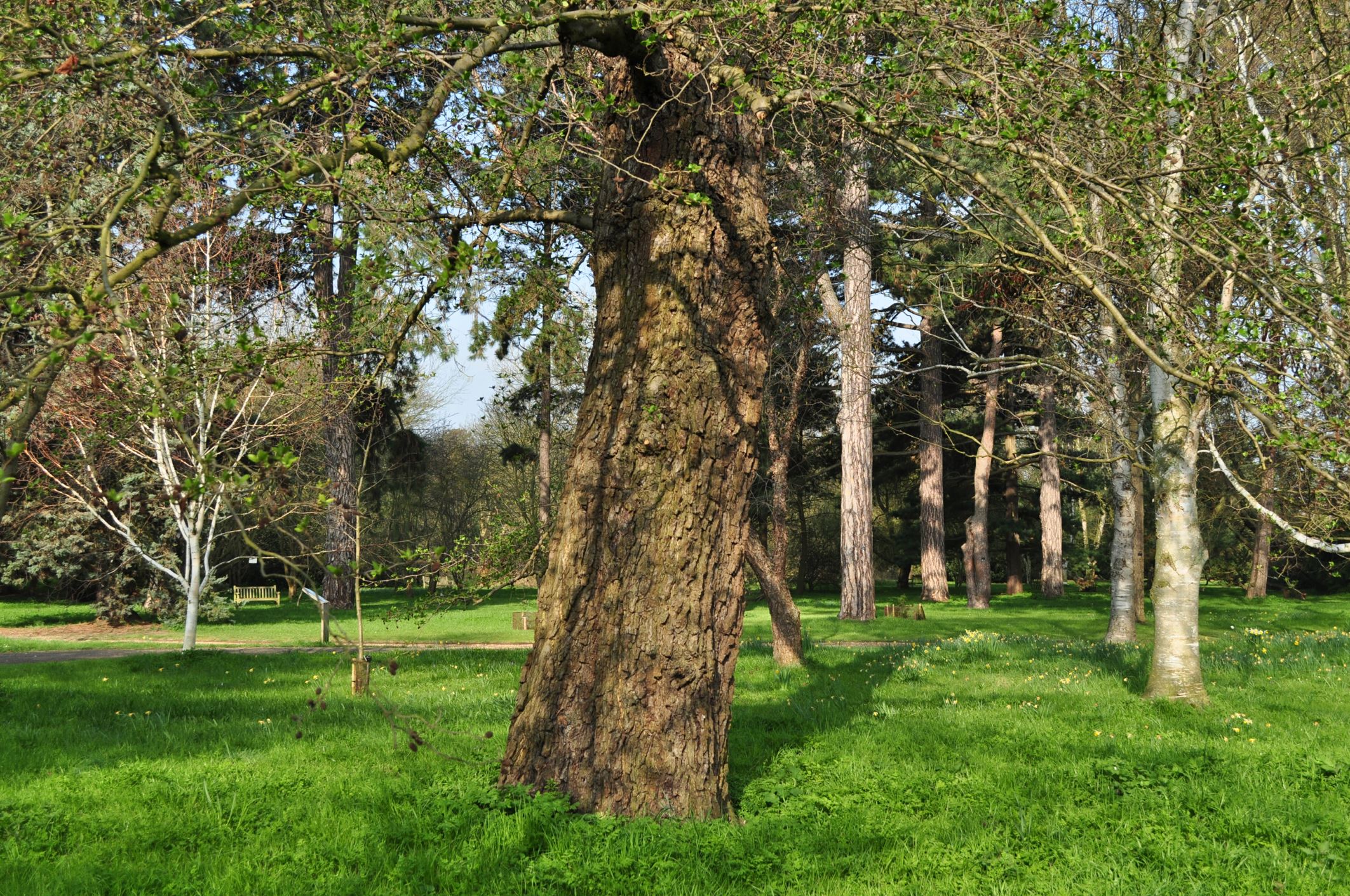 Image of Alnus subcordata