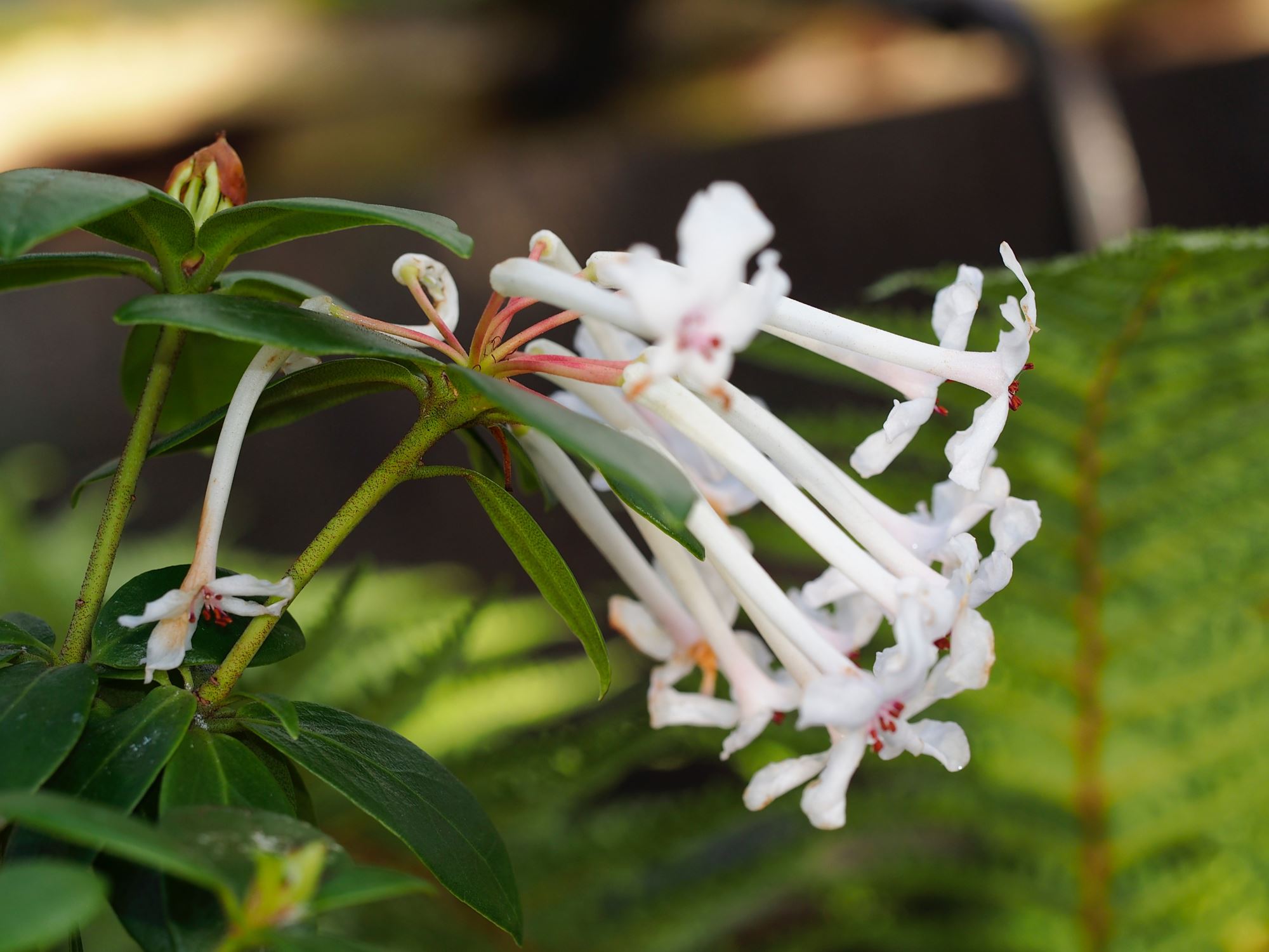 Image of Rhododendron jasminiflorum subsp. jasminiflorum