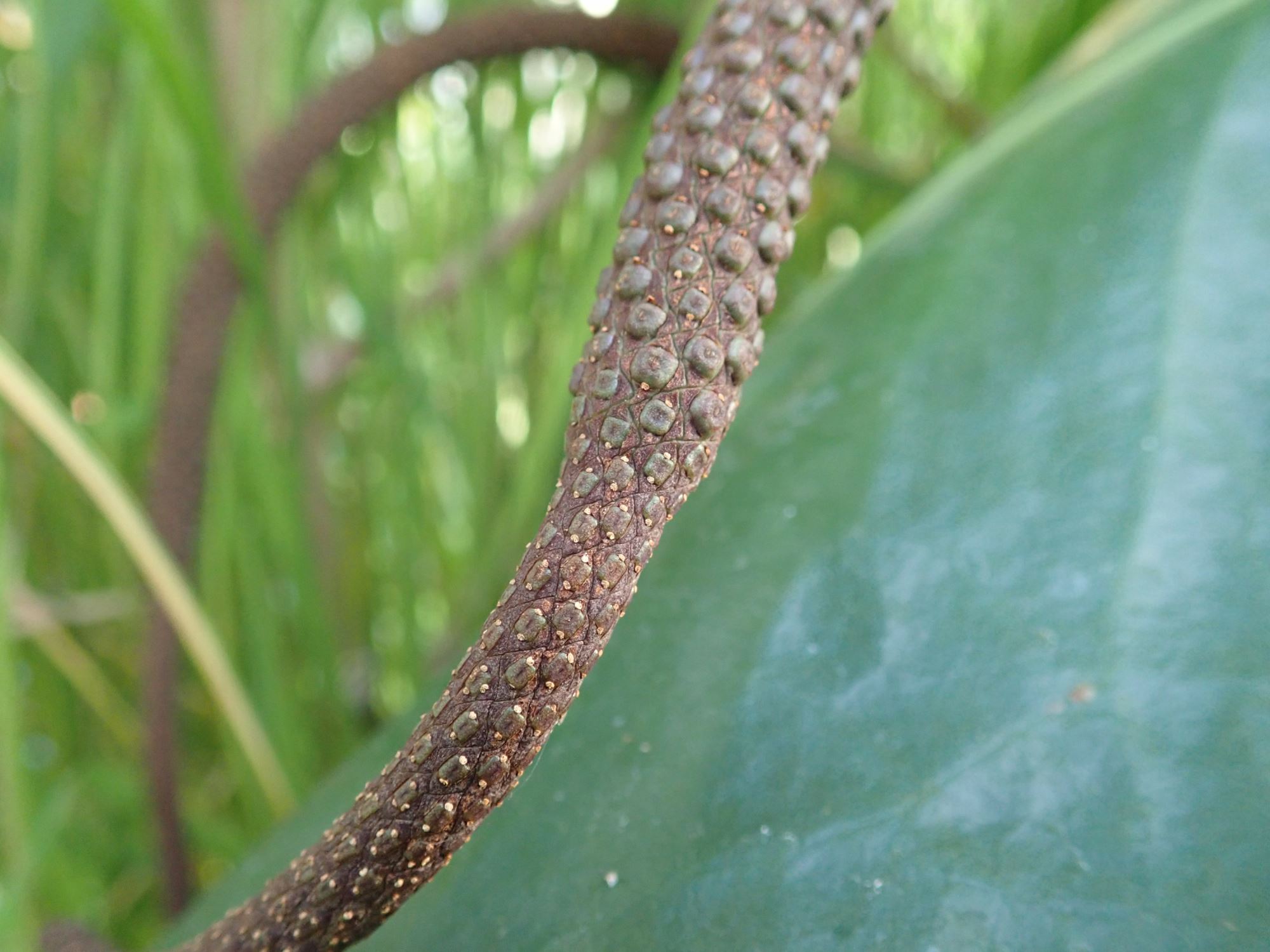 Image of Anthurium verapazense
