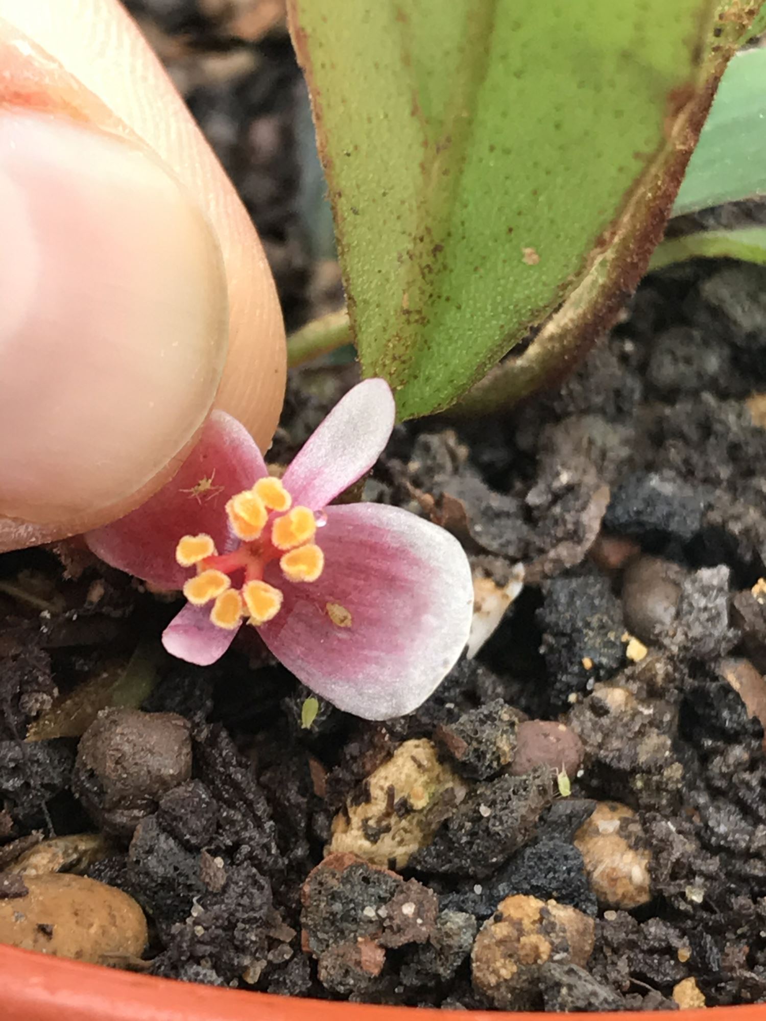 Image of Begonia longipetiolata
