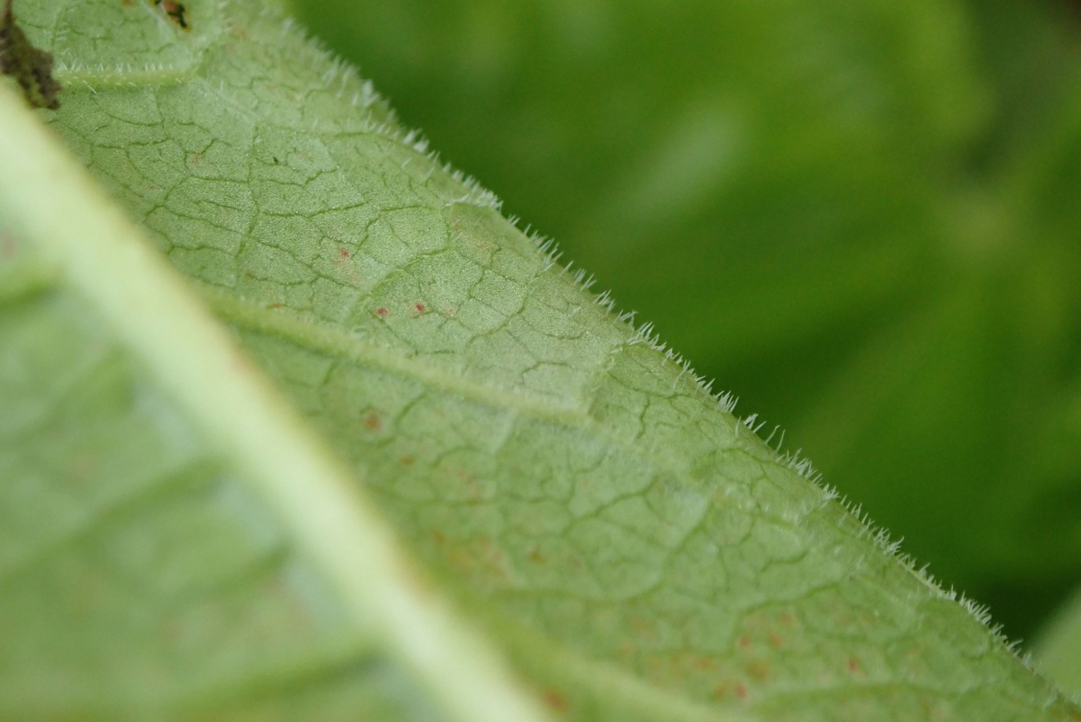Image of Rheum officinale