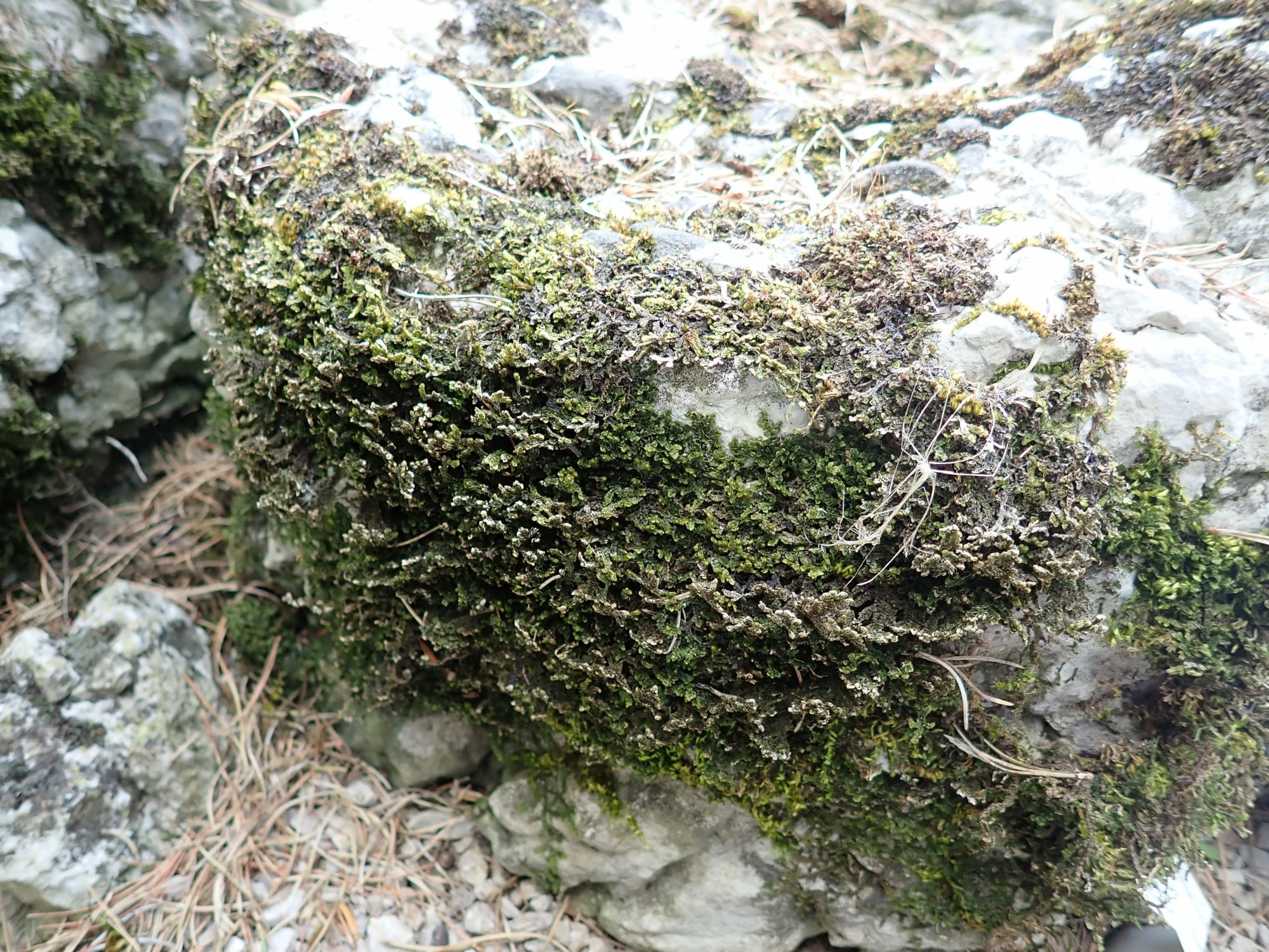 Image of Porella platyphylla