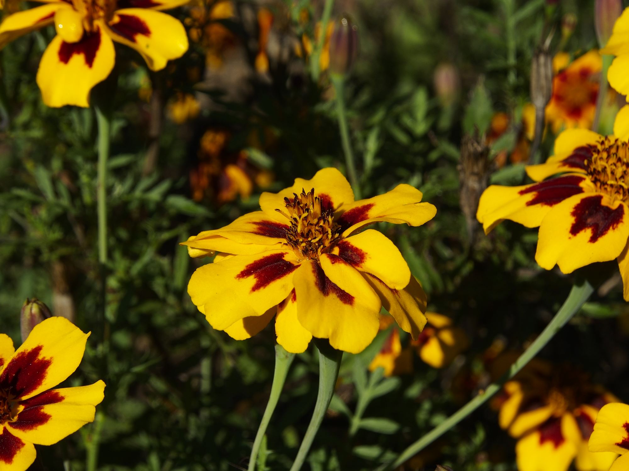 Image of Tagetes patula 'Legion of Honour'