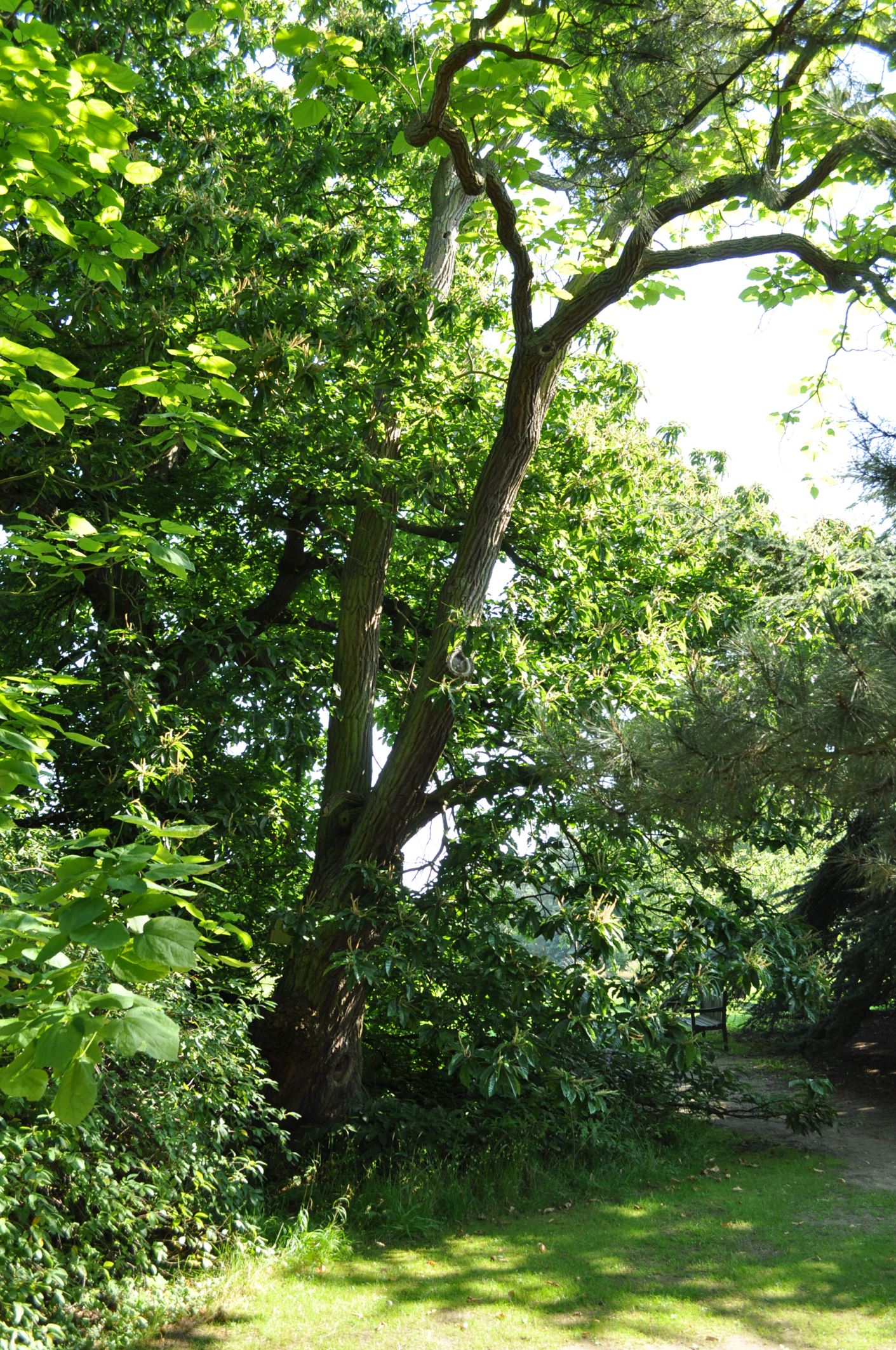Image of Catalpa ovata