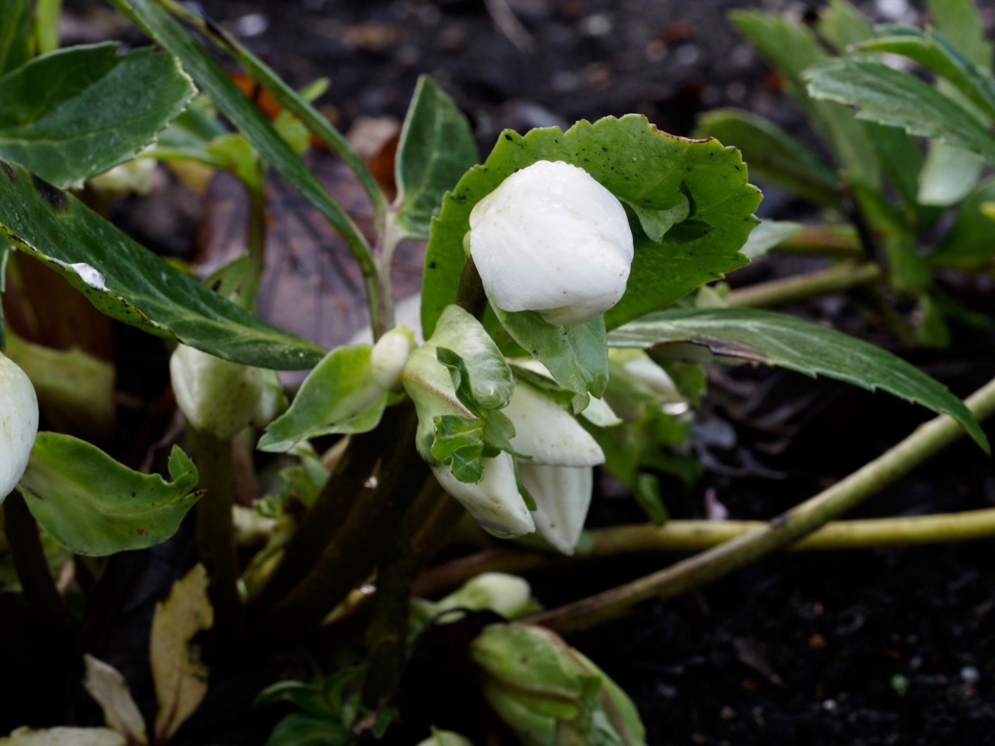 Image of Helleborus niger