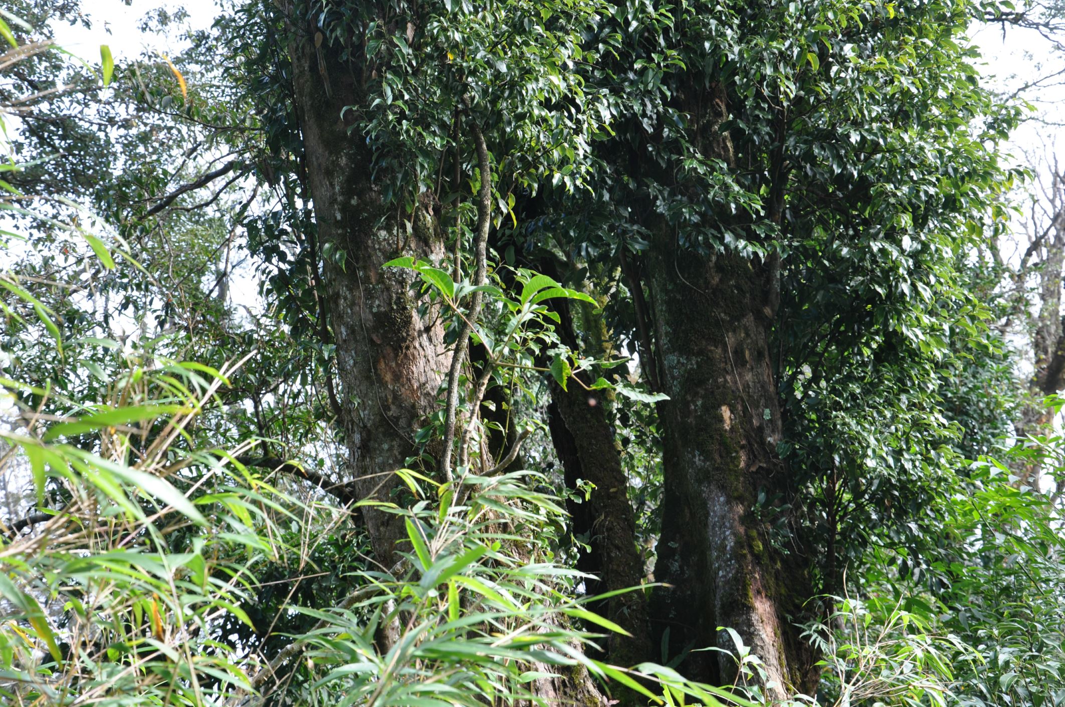 Image of Schefflera hoi