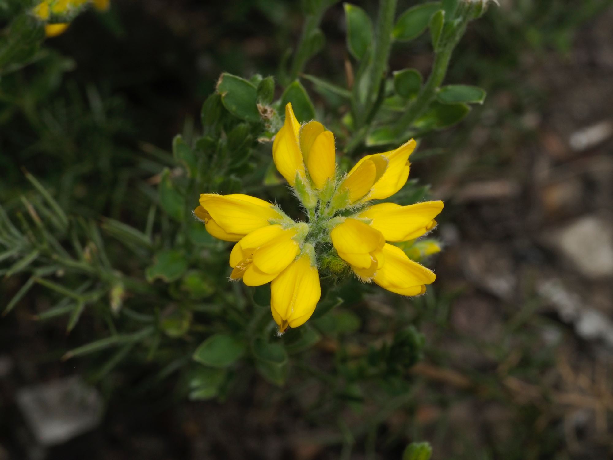 Image of Genista hispanica