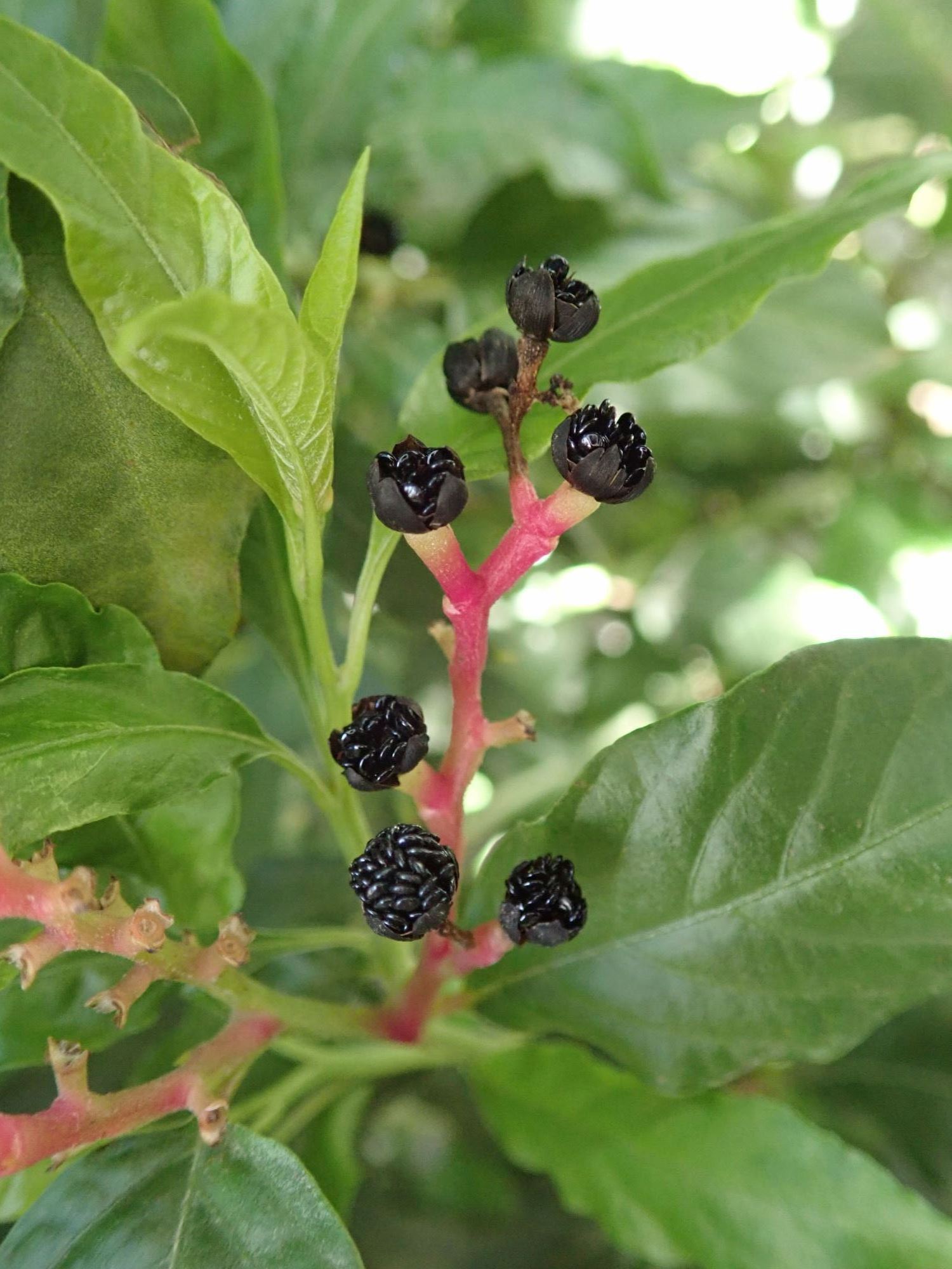 Image of Pleuropetalum darwinii
