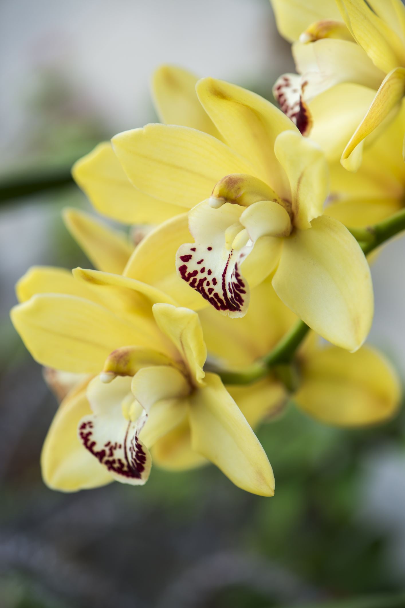 Image of Cymbidium Kintyre Gold gx 'Lewes'