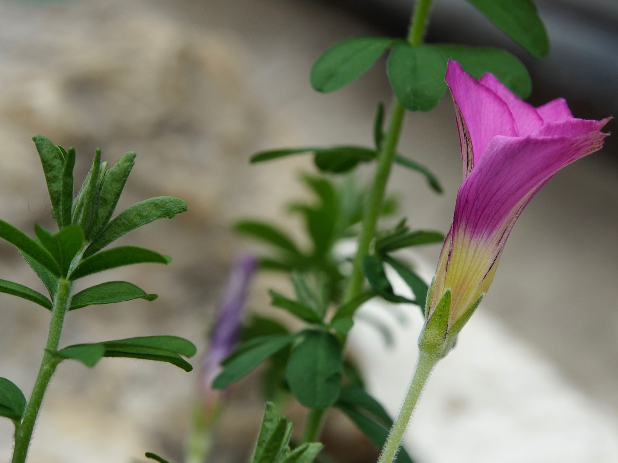 Image of Oxalis hirta
