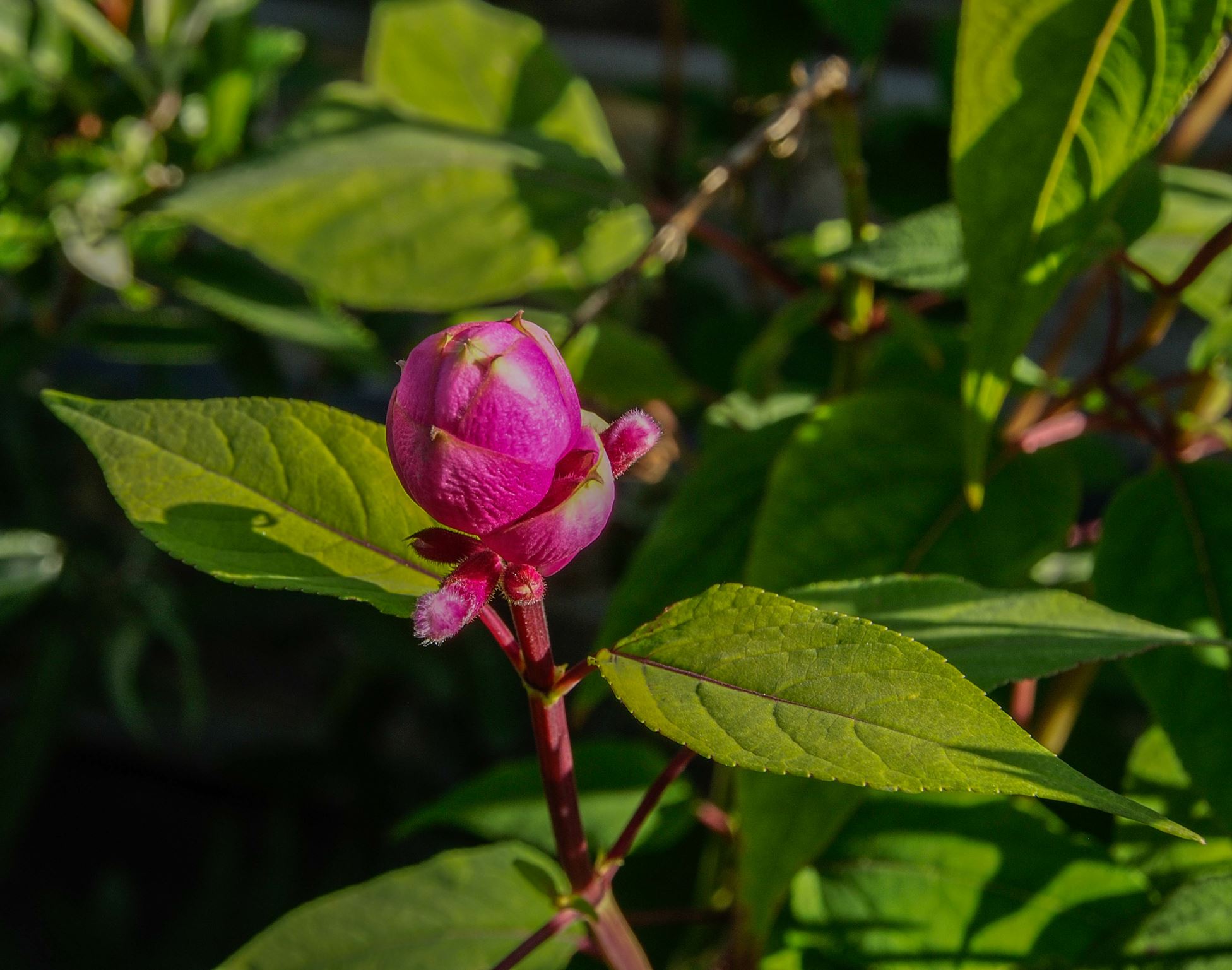 Image of Salvia involucrata 'Bethellii'