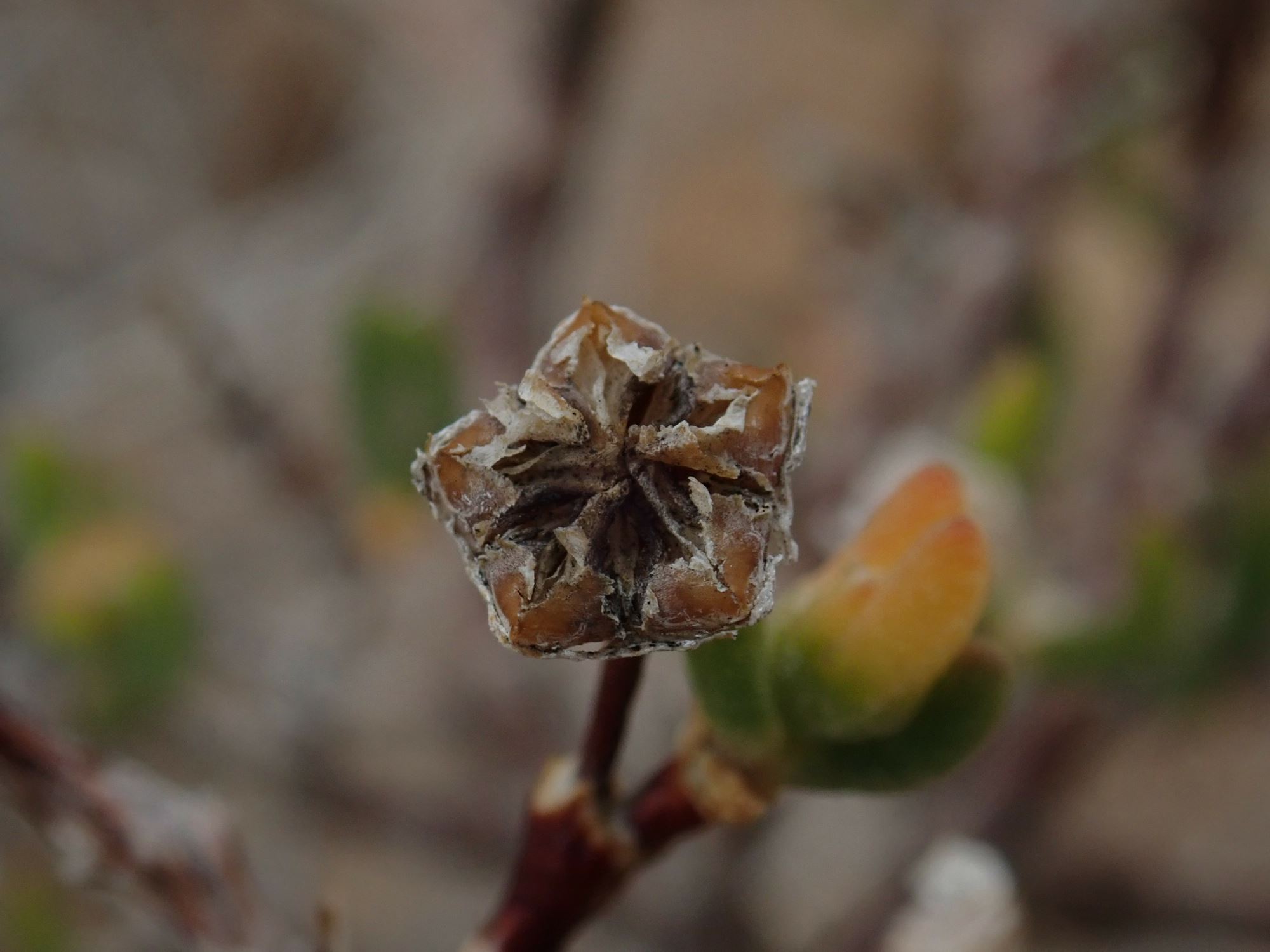 Image of Drosanthemum inornatum