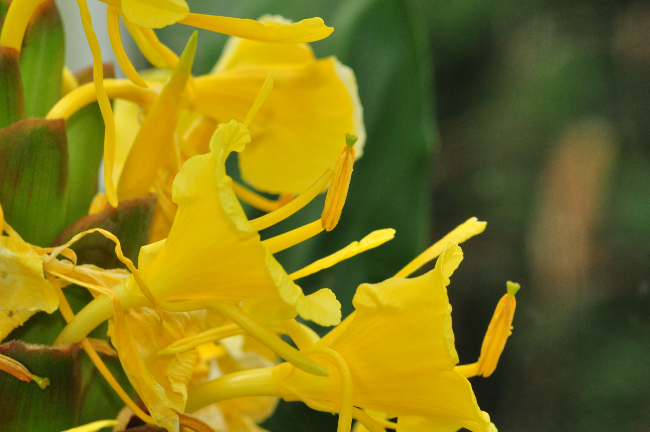 Image of Hedychium wardii