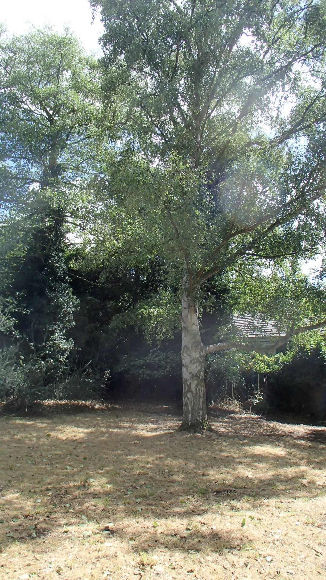 Image of Betula pendula subsp. pendula