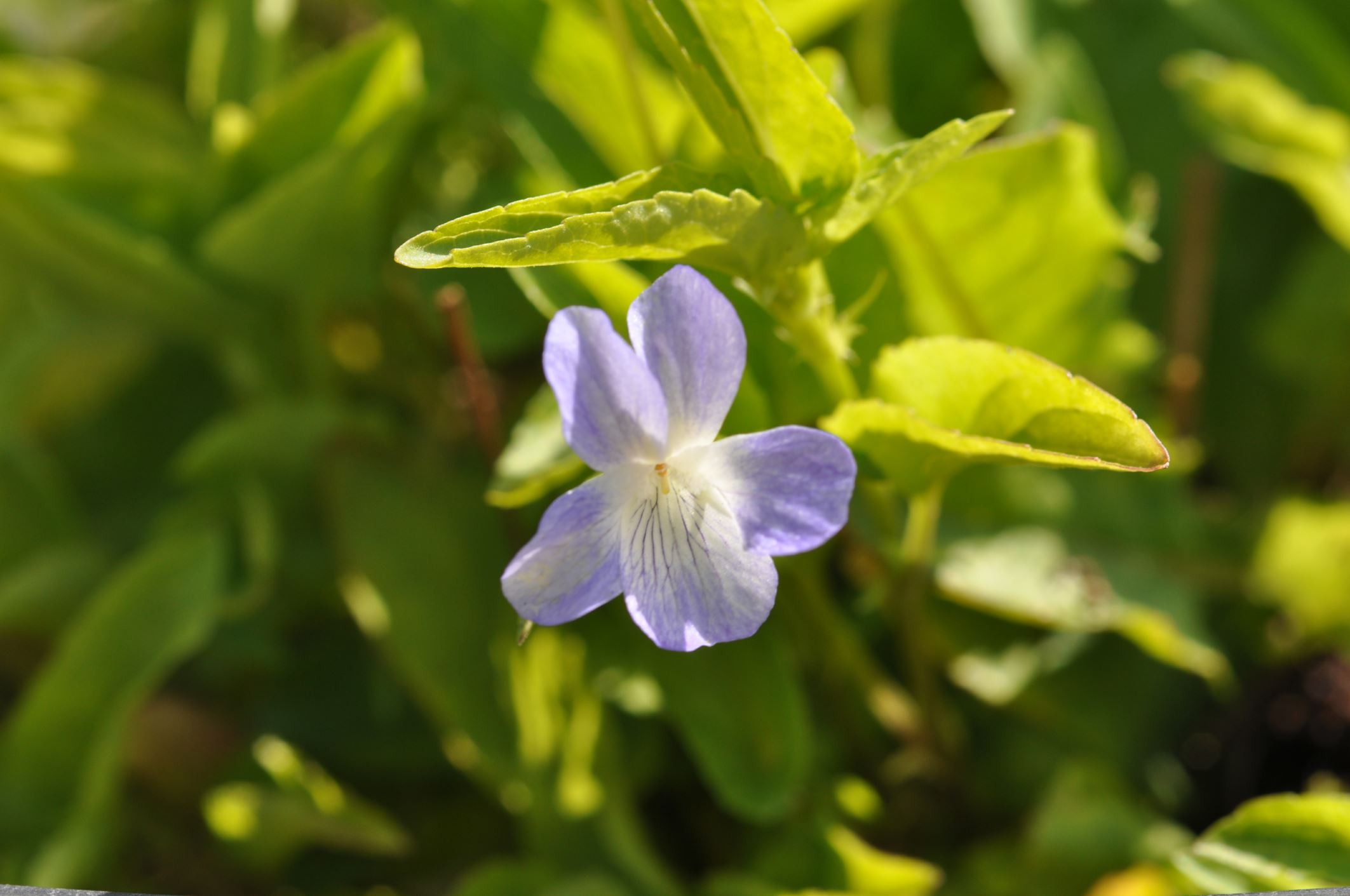 Image of Viola elatior