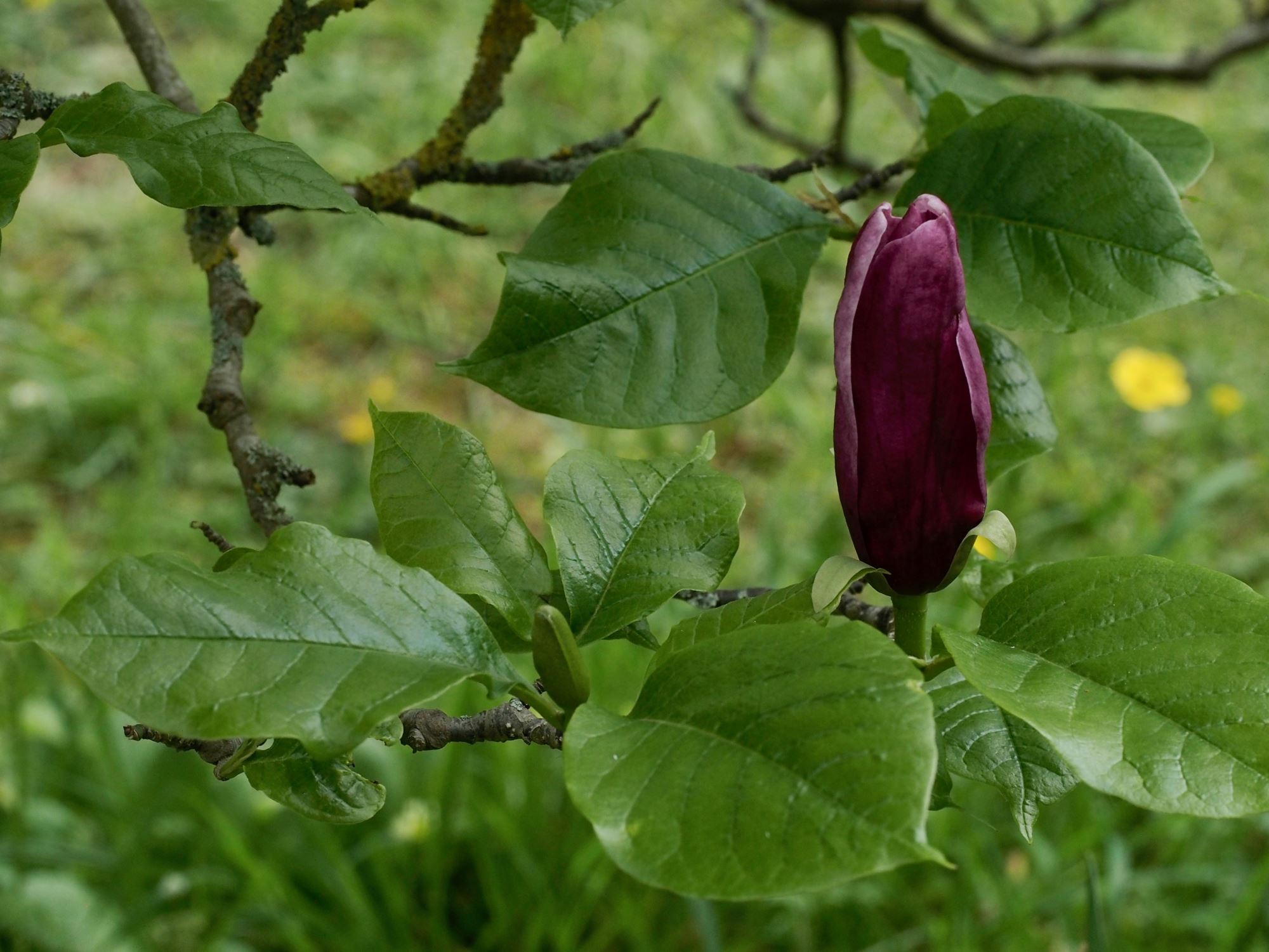 Image of Magnolia liliiflora