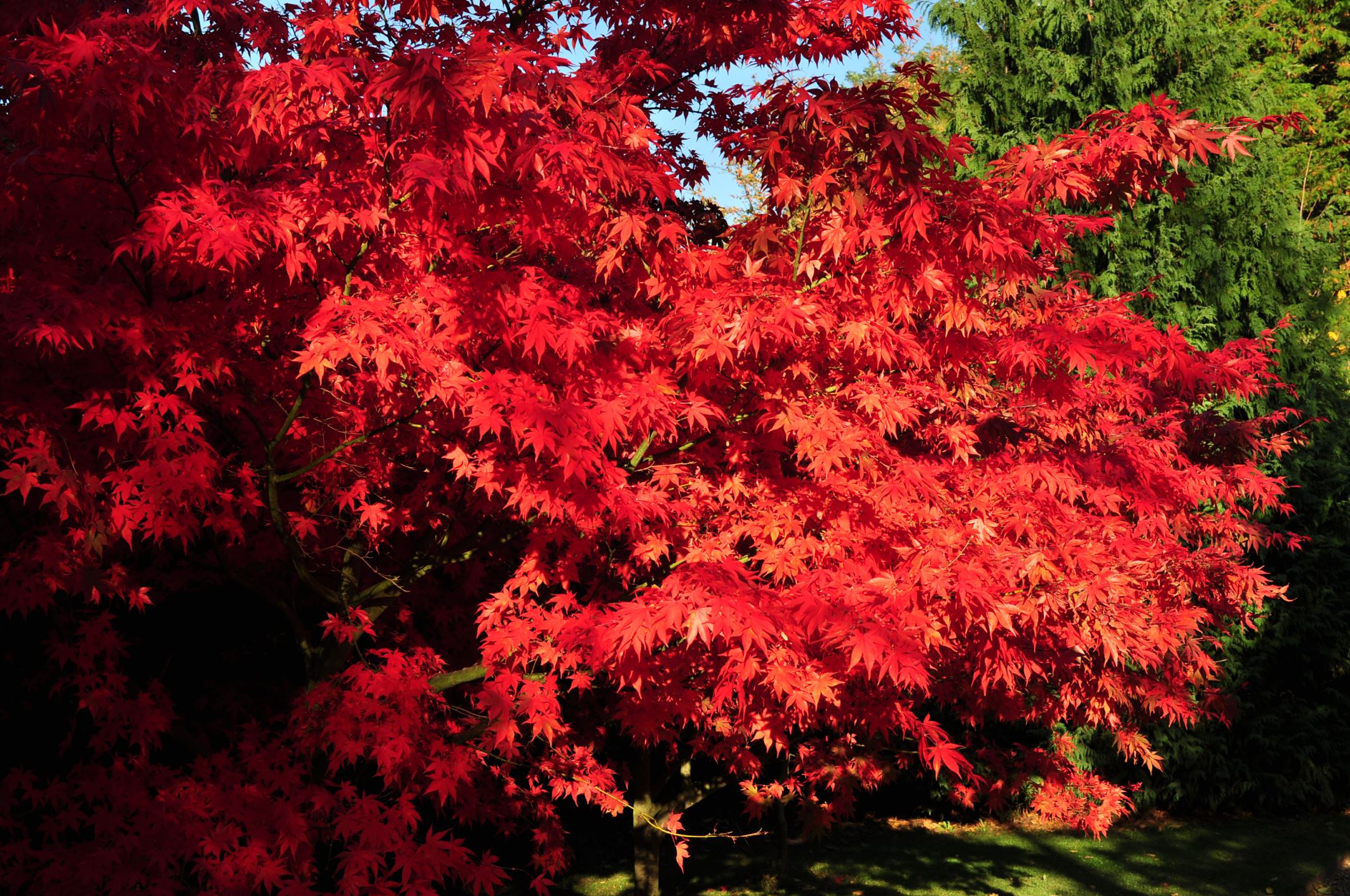 Image of Acer palmatum 'Osakazuki'