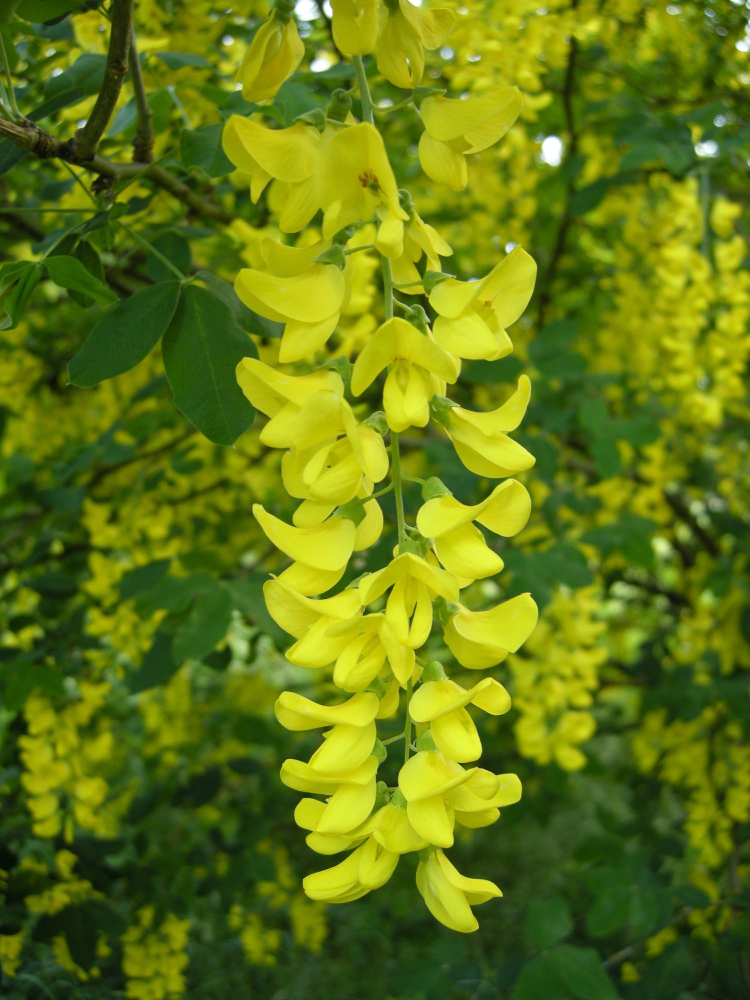 Image of Gymnocladus dioica