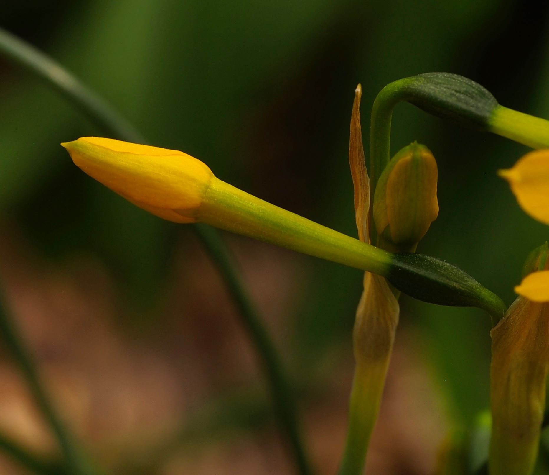 Image of Narcissus willkommii