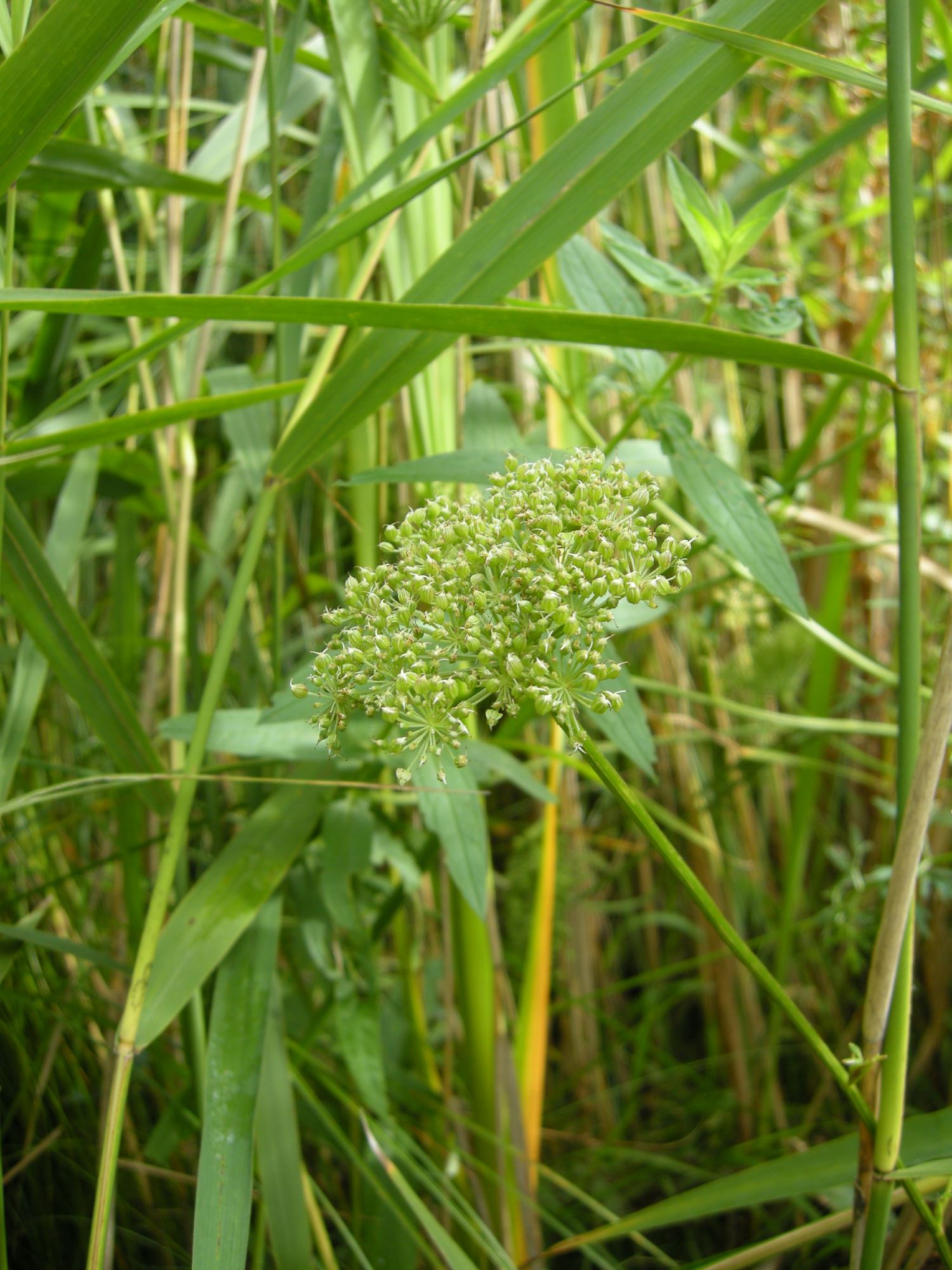 Image of Selinum carvifolia