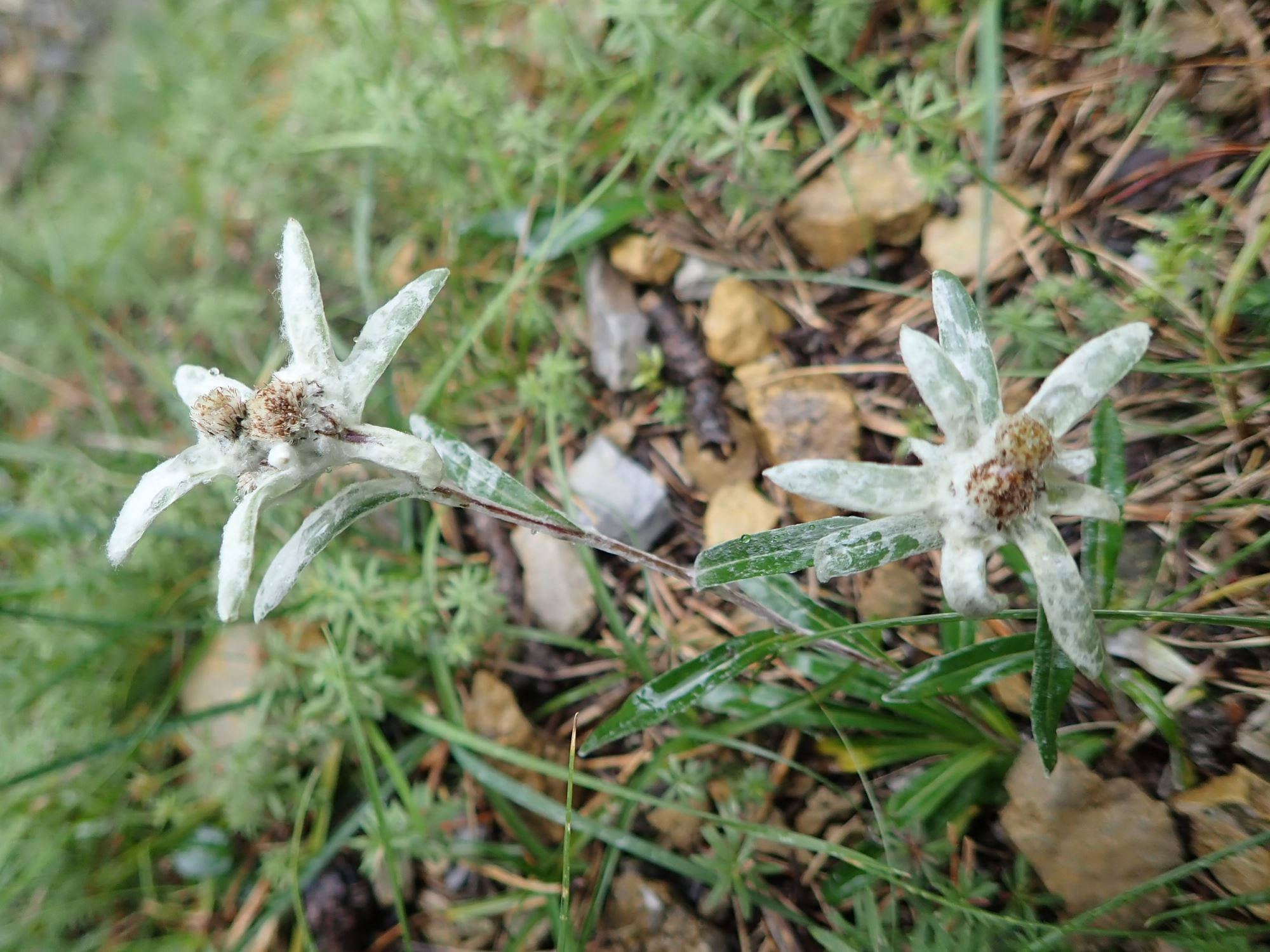 Image of Leontopodium nivale subsp. alpinum