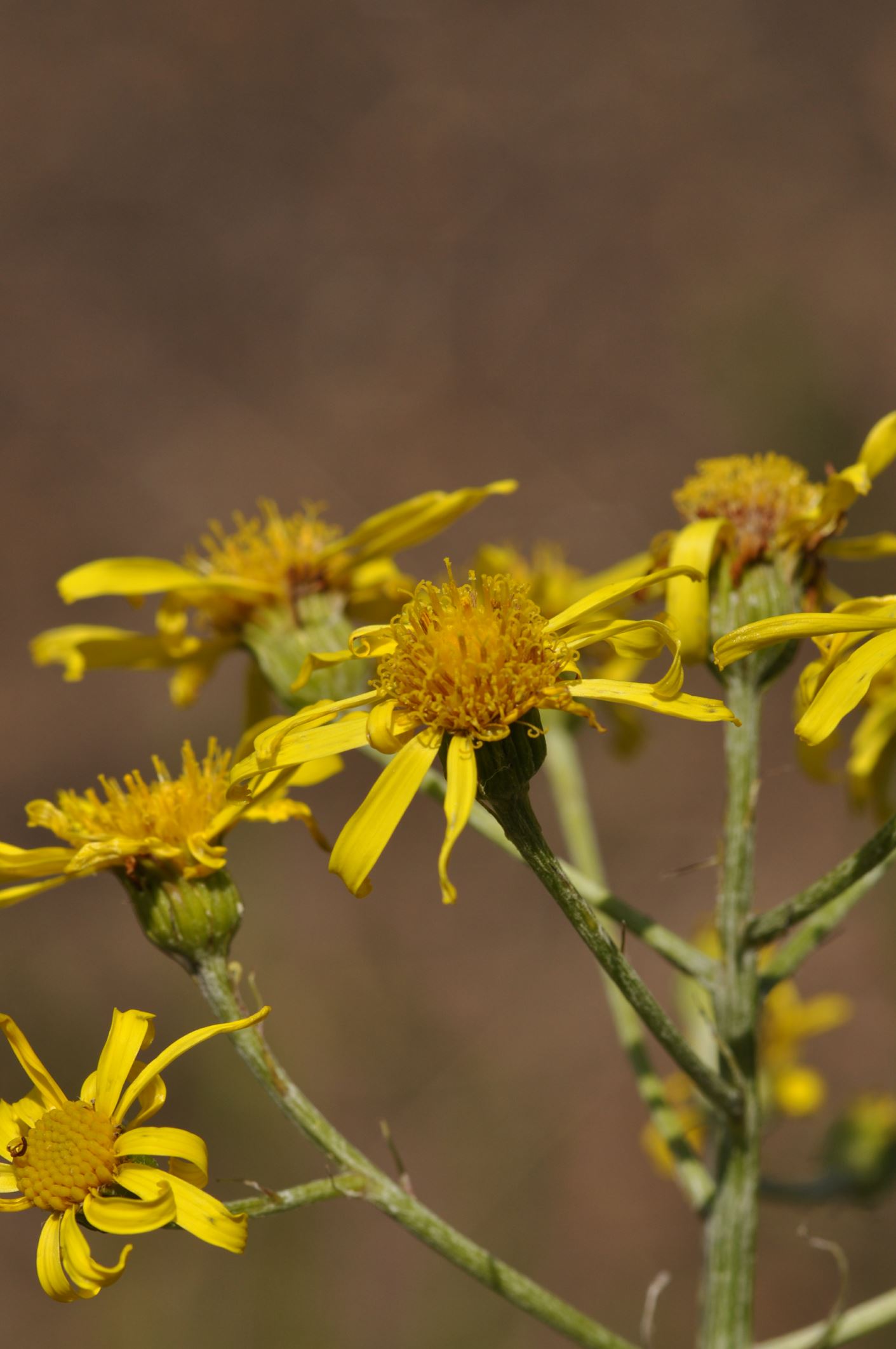 Image of Senecio paludosus