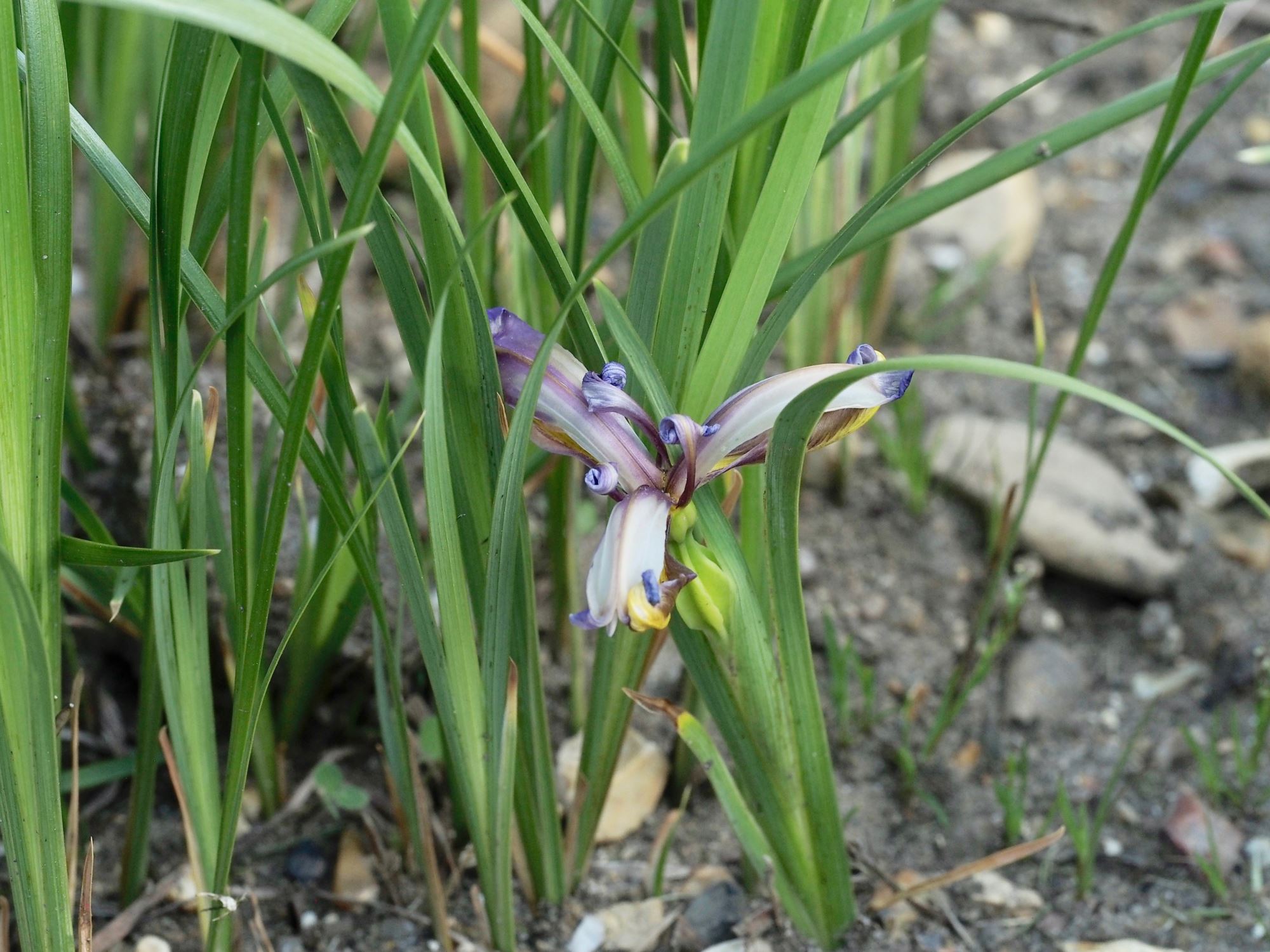 Image of Iris graminea
