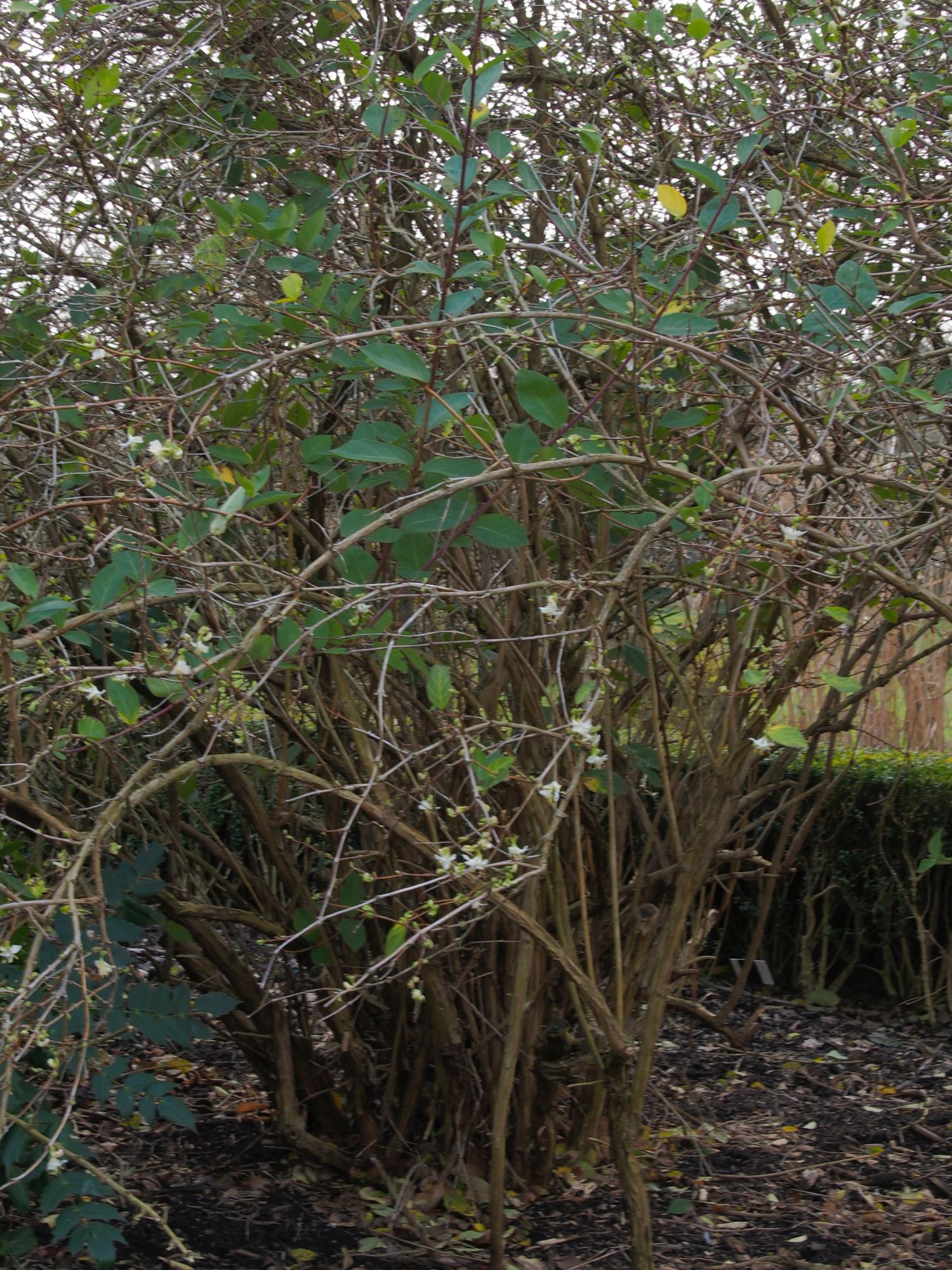 Image of Lonicera Ã— purpusii