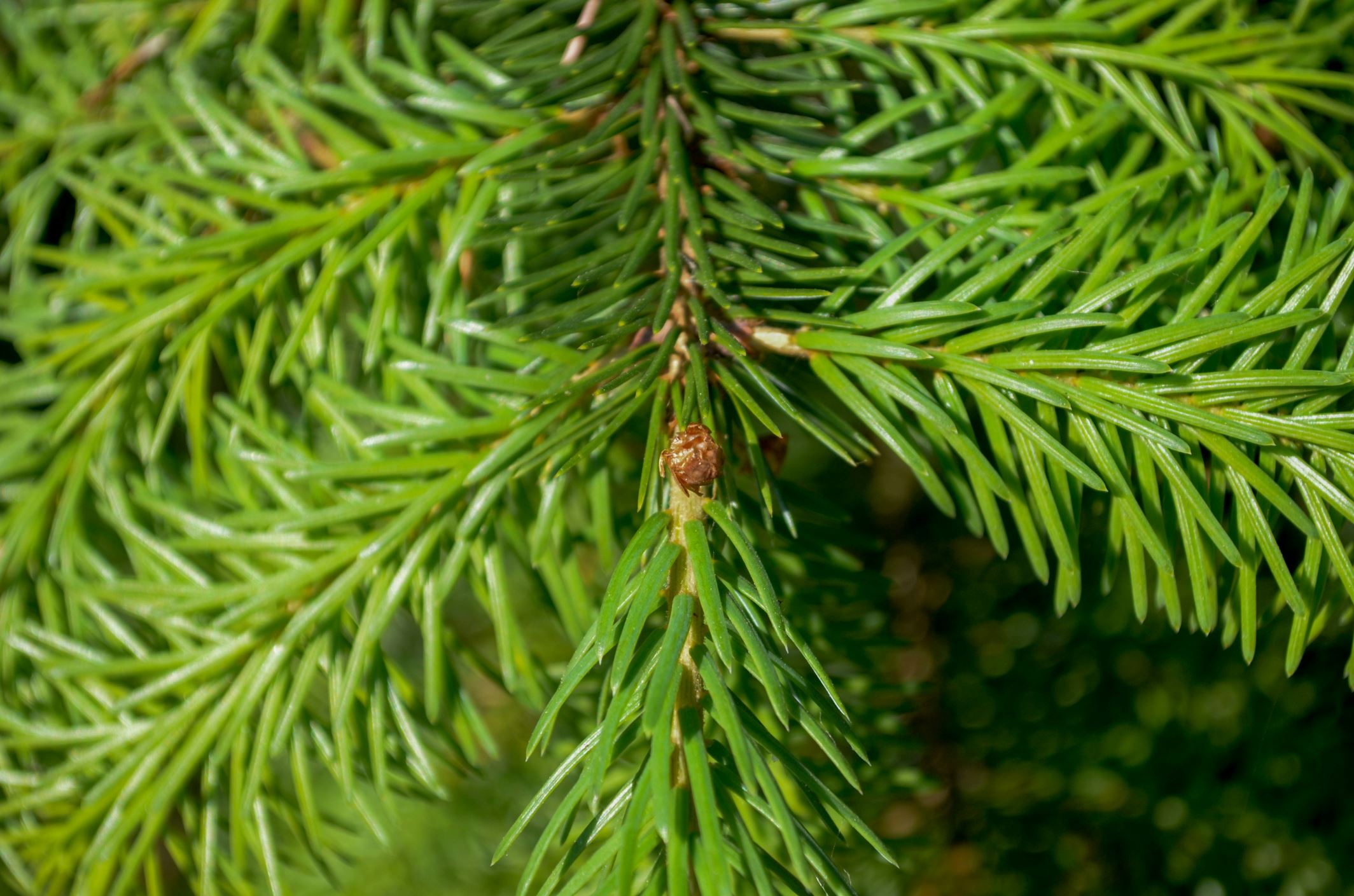 Image of Picea omorika