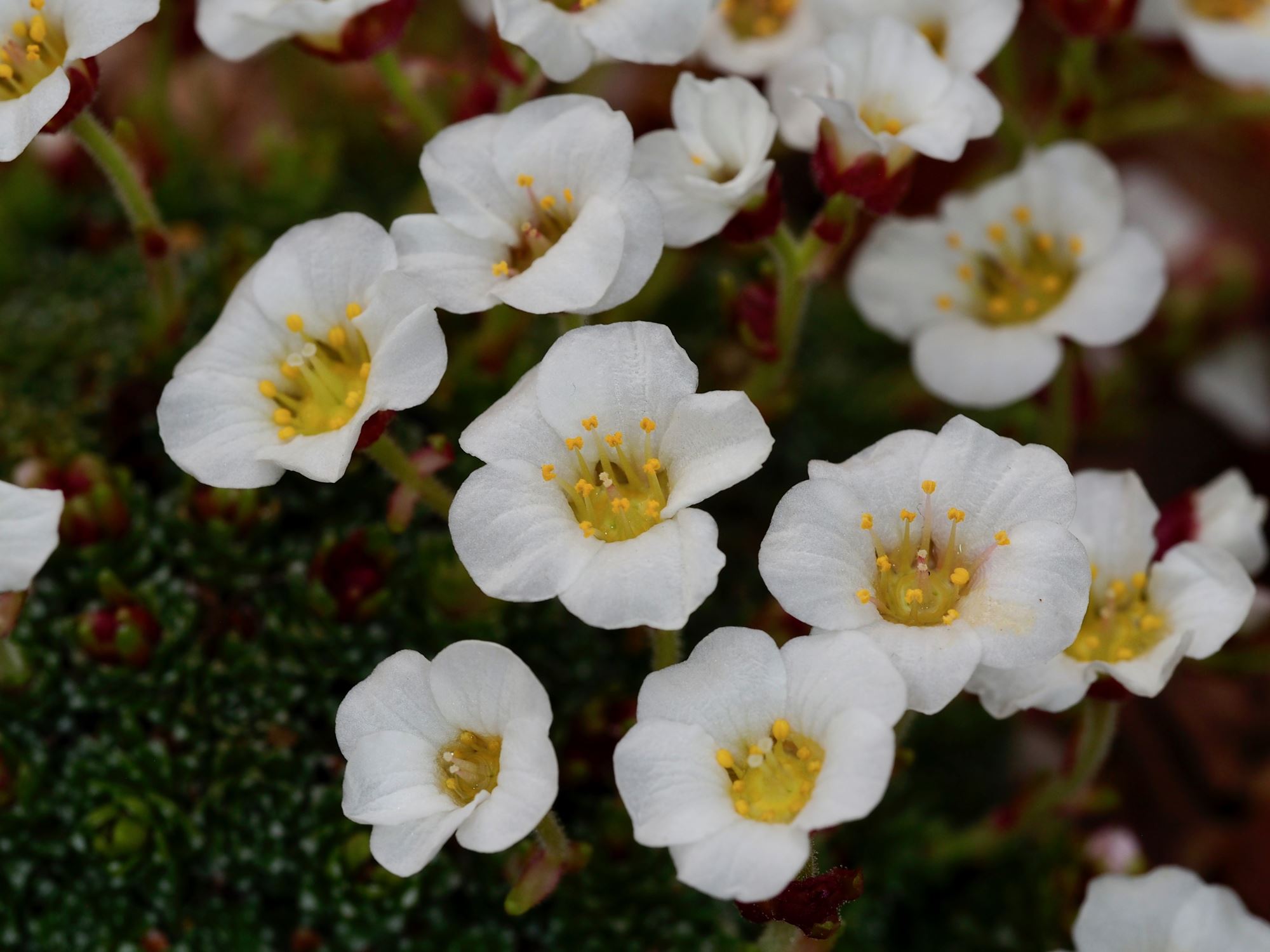 Image of Saxifraga wendelboi