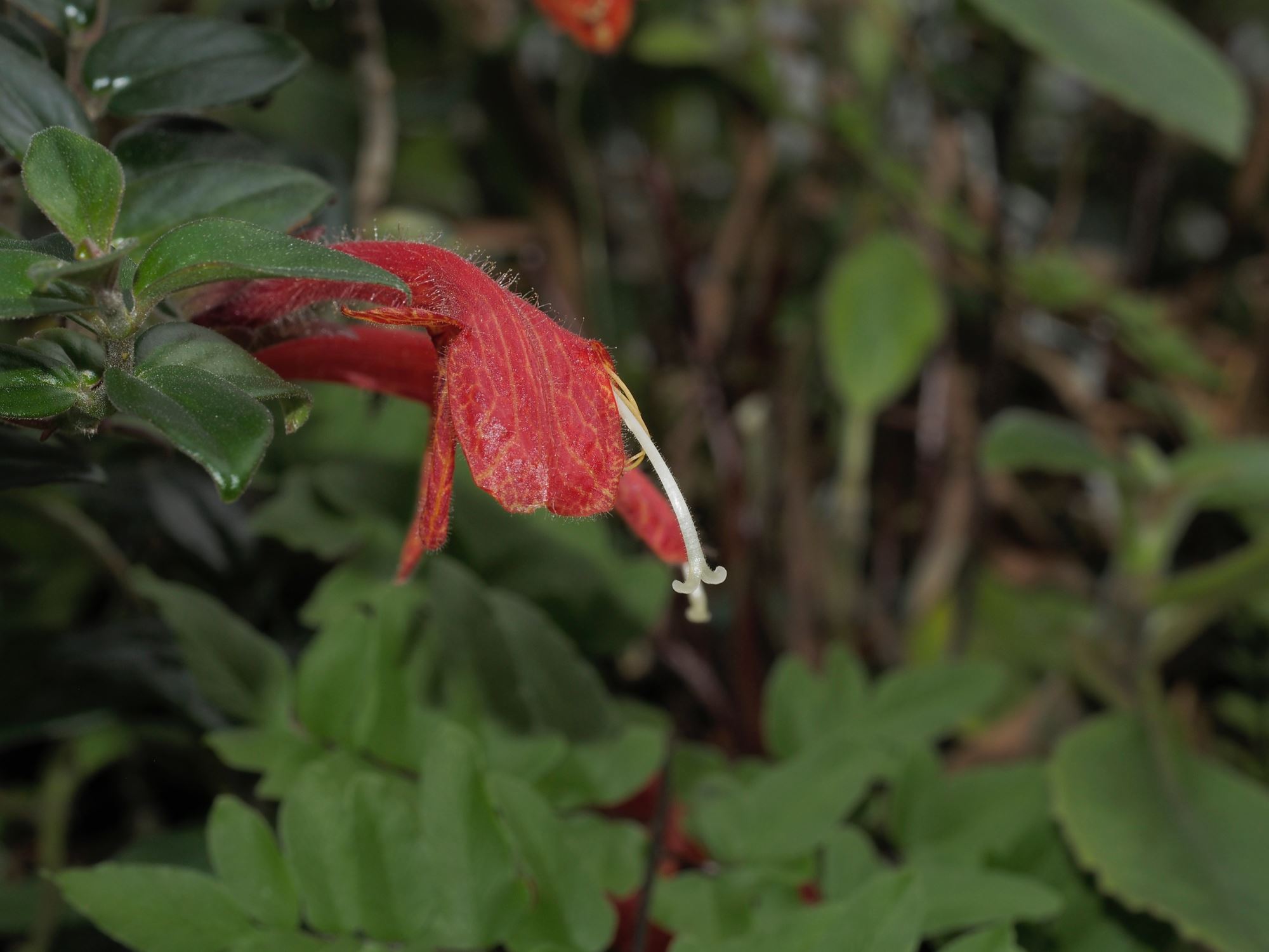 Image of Columnea Ã— banksii