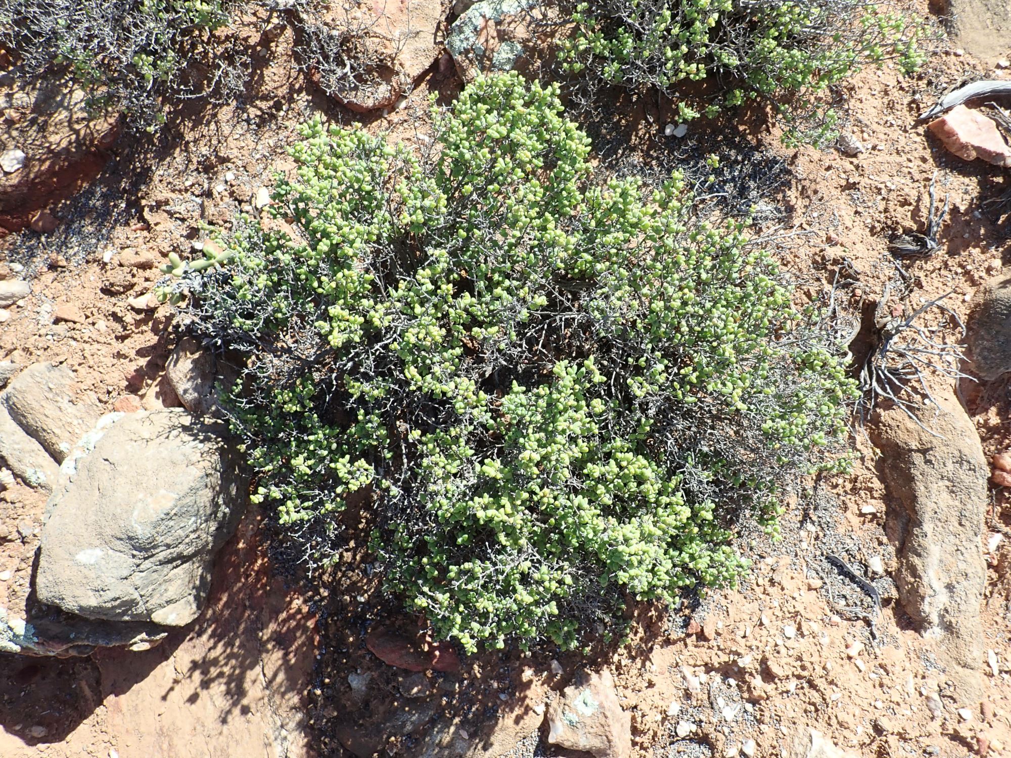 Image of Mitrophyllum clivorum