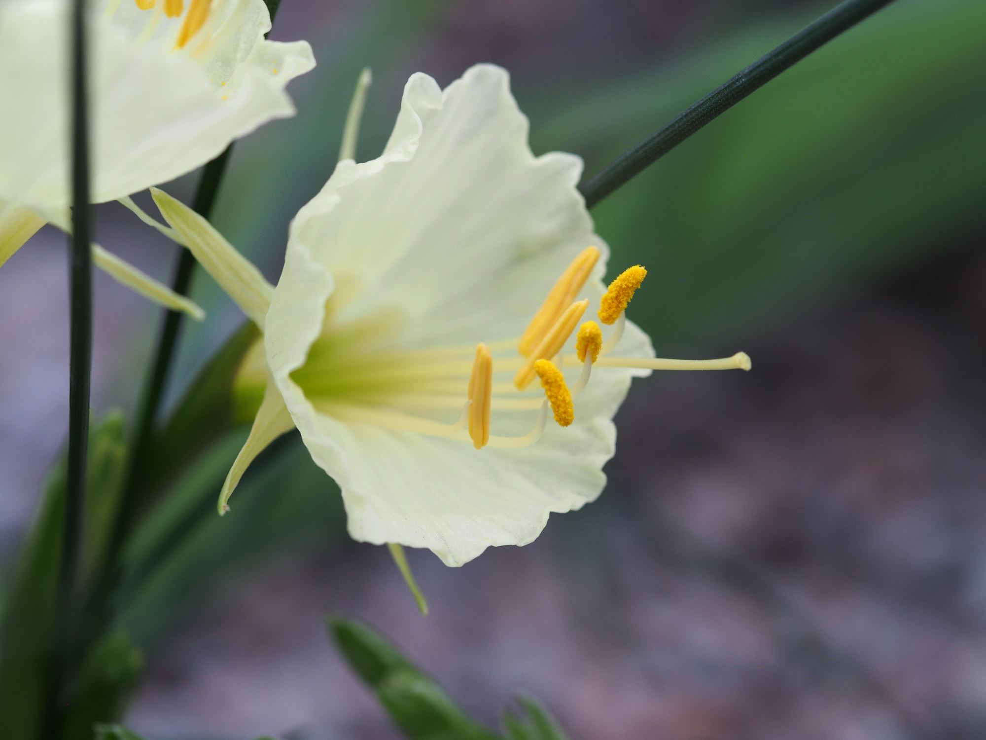 Image of Narcissus romieuxii subsp. romieuxii