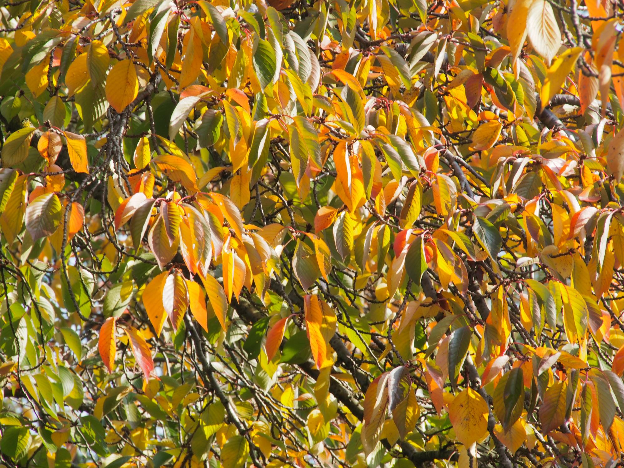 Image of Prunus Ã— yedoensis