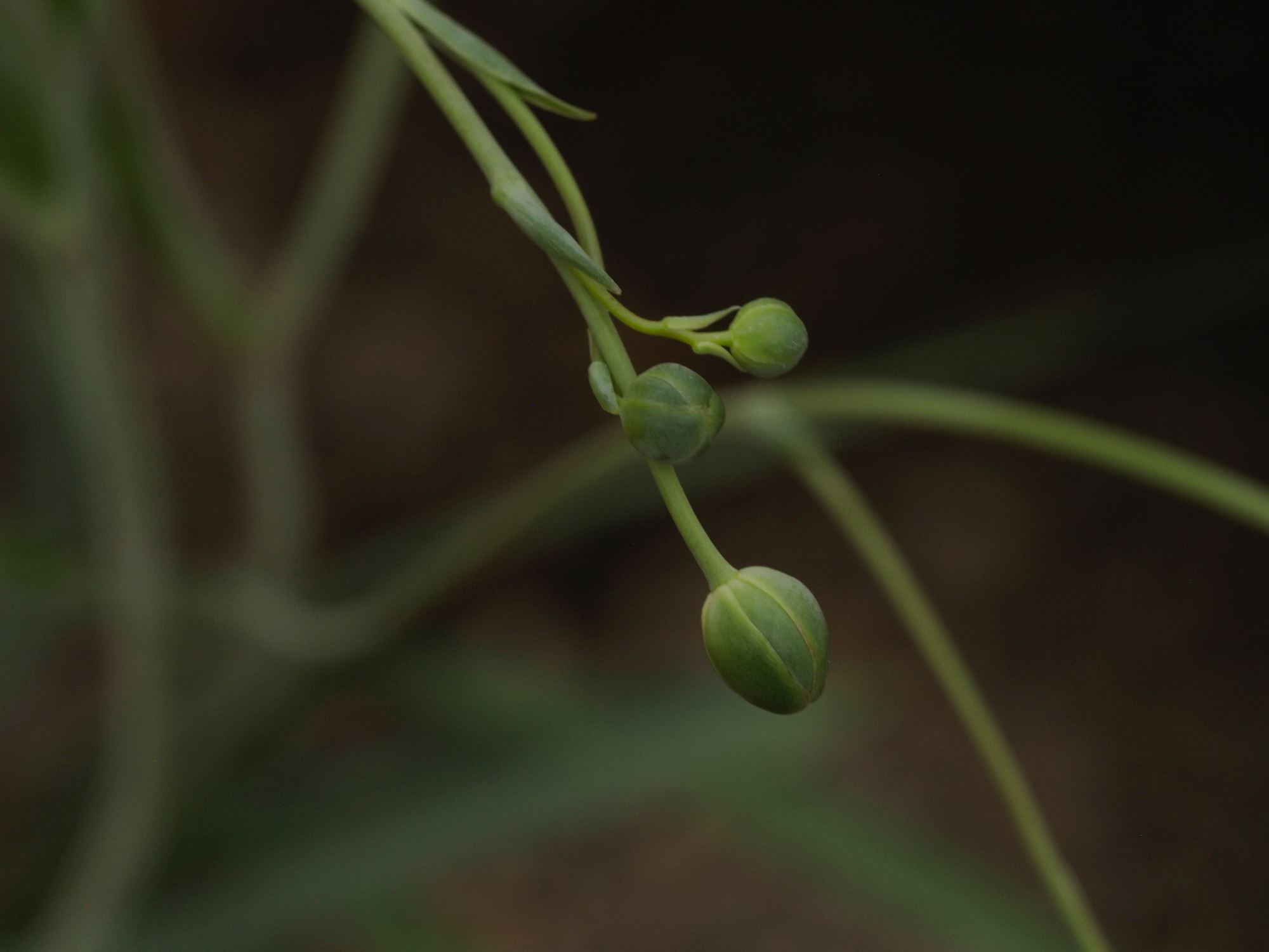 Image of Ranunculus gramineus