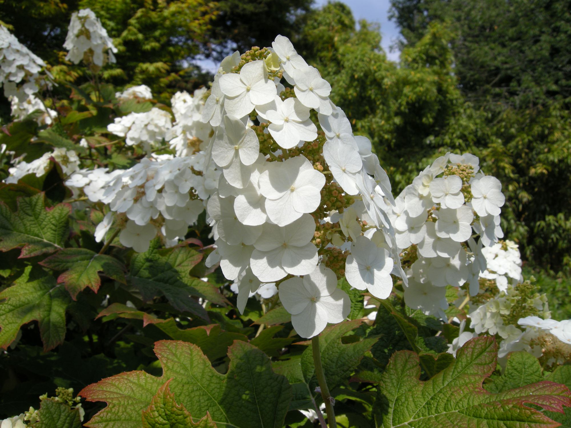 Image of Hydrangea quercifolia 'Snow Flake'