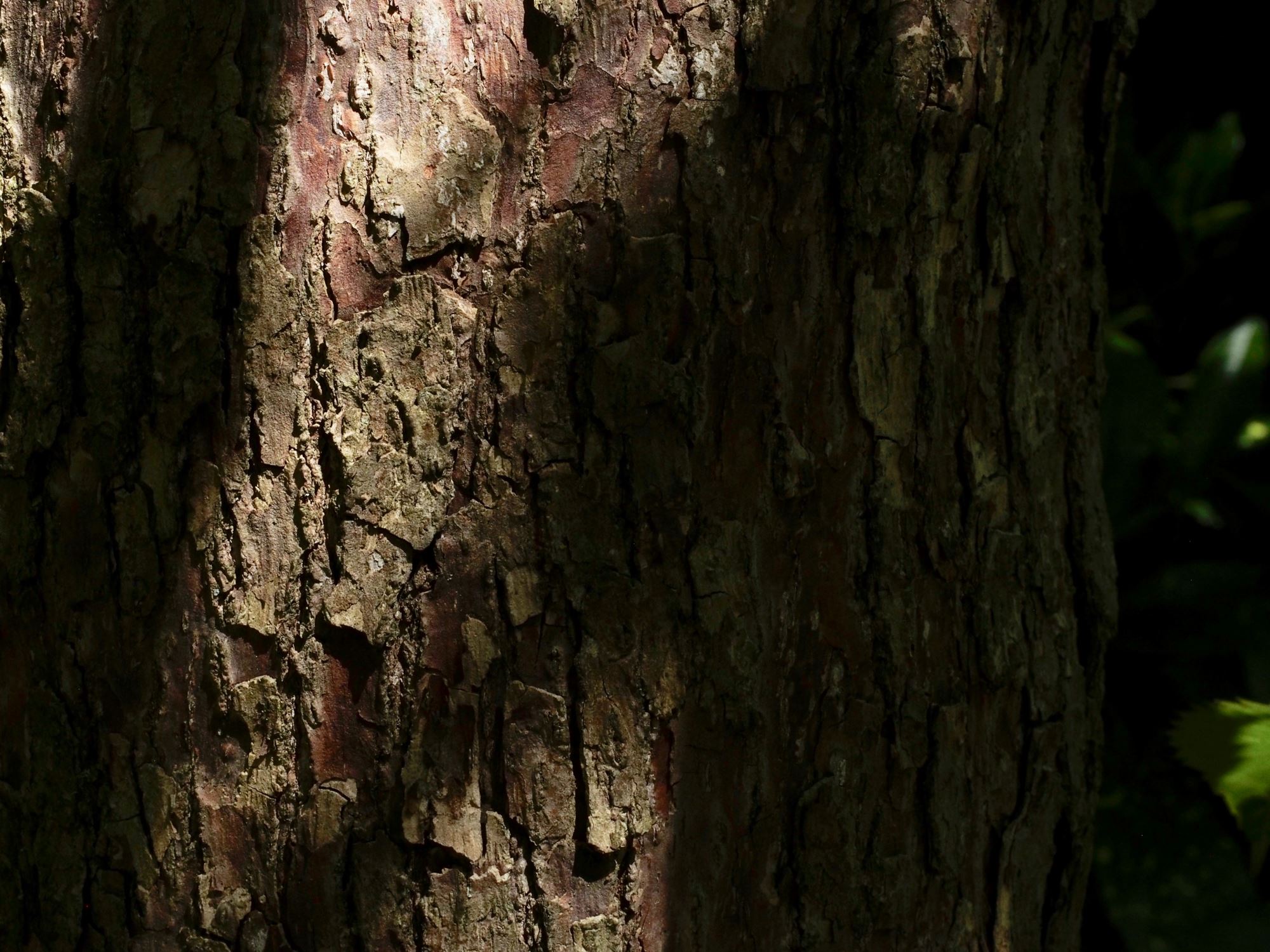 Image of Davidia involucrata
