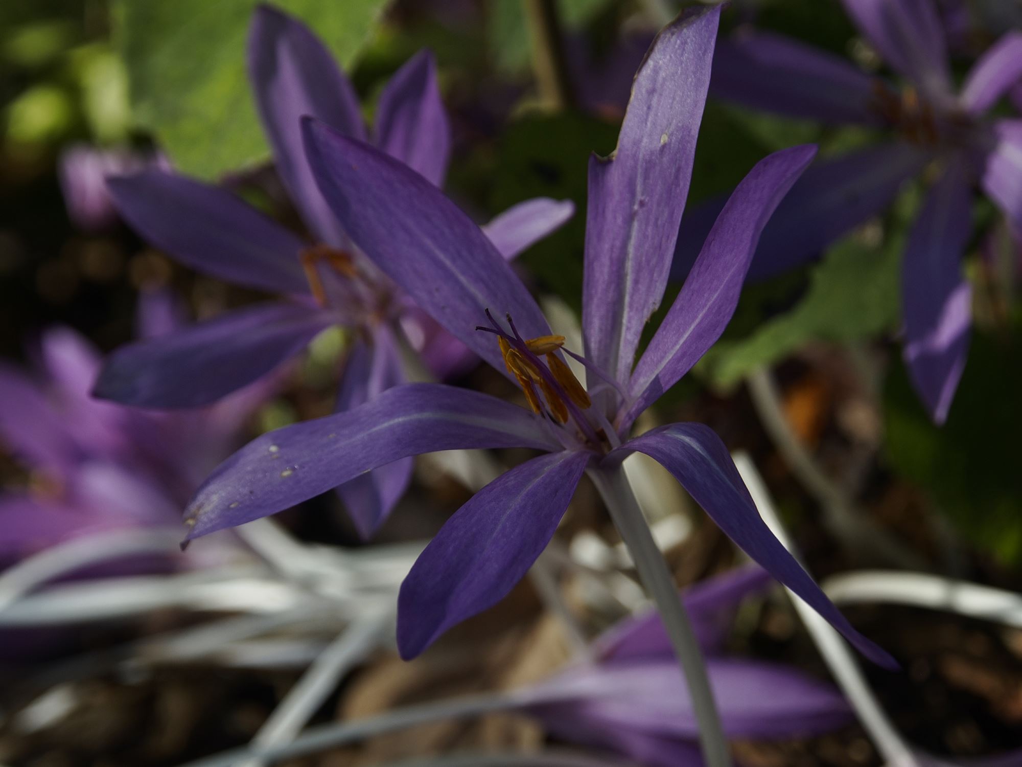 Image of Colchicum Ã— byzantinum