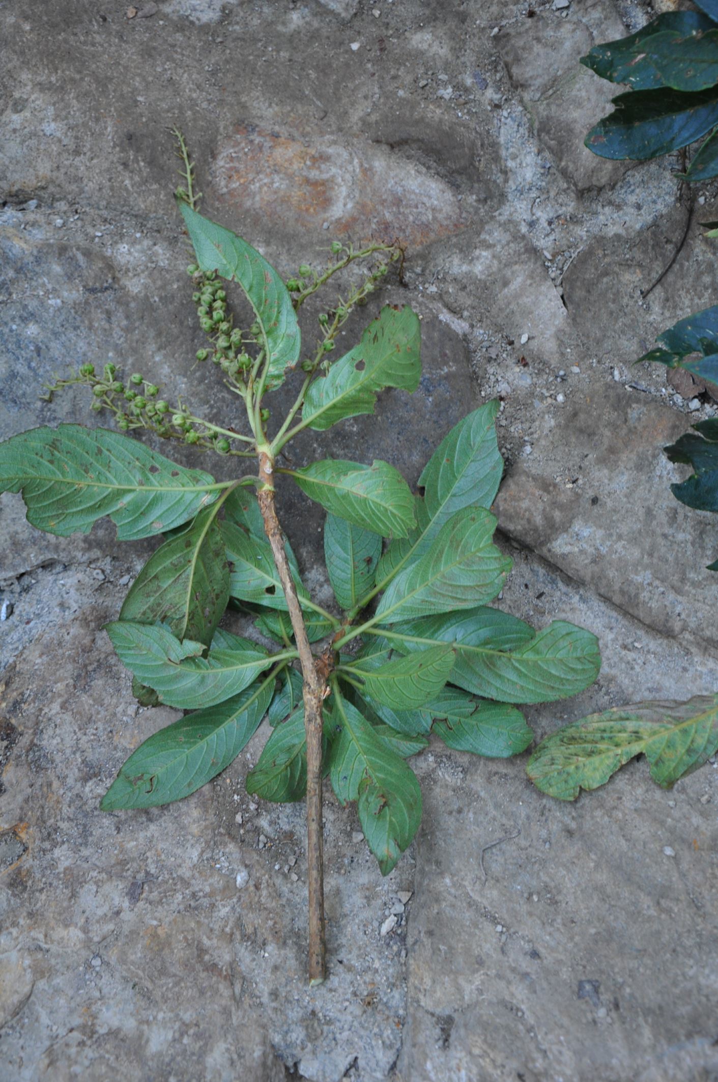 Image of Clethra fabri